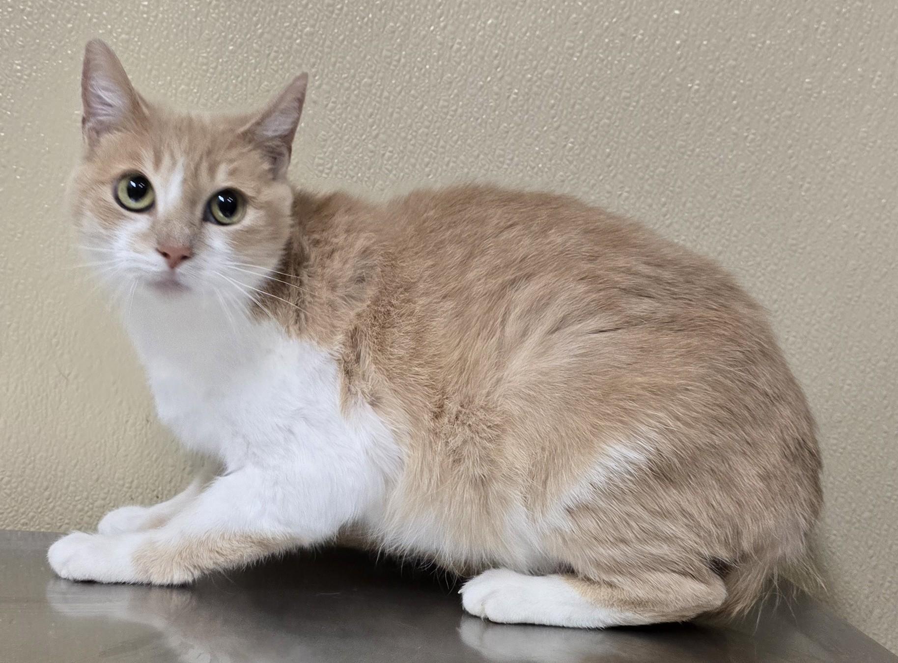 Enlarge Pecan, an adoptable mixed breed in Brainerd, MN image 1/1