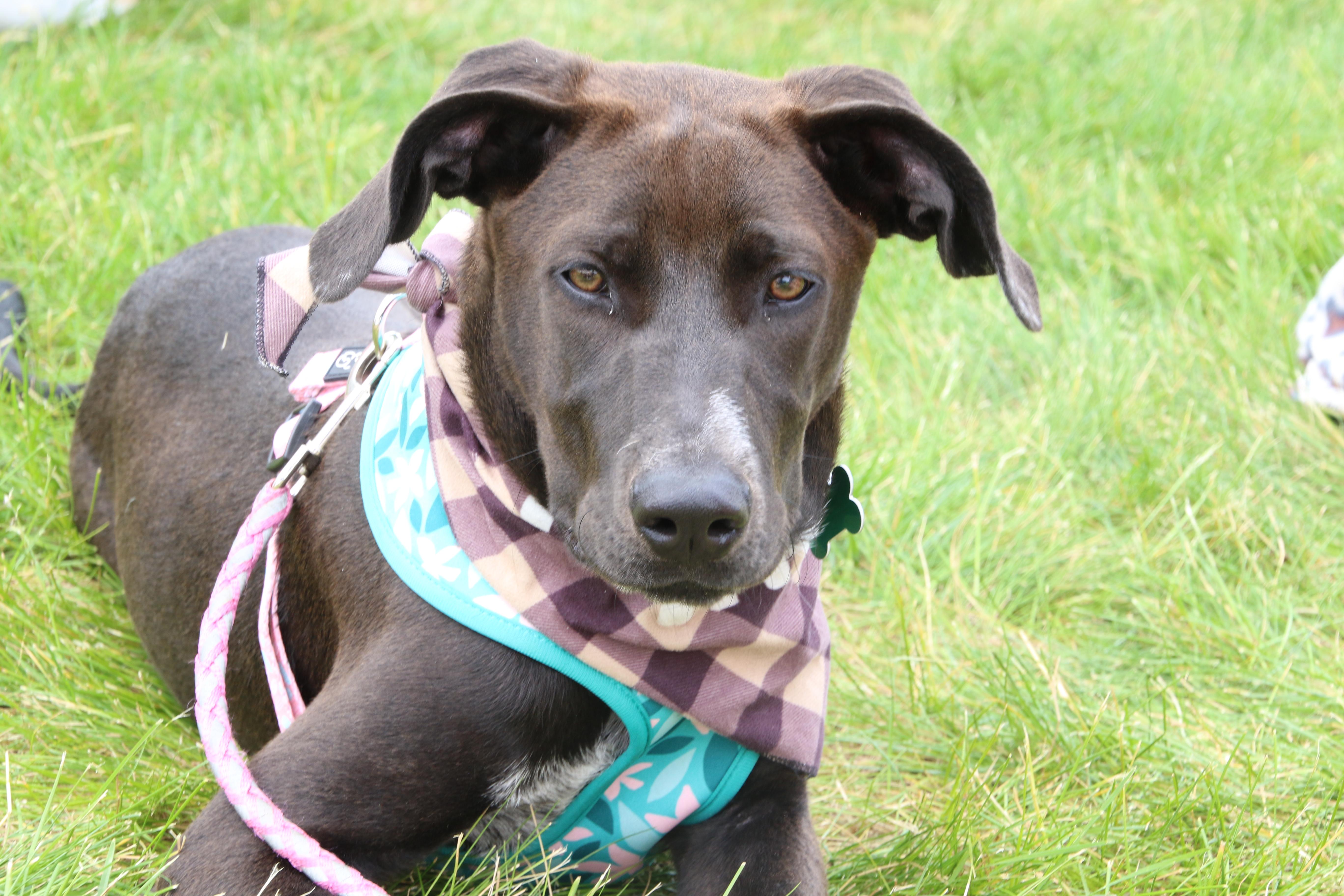 Wednesday, a ADOPTABLE mixed breed in Aurora, IL image 2/4