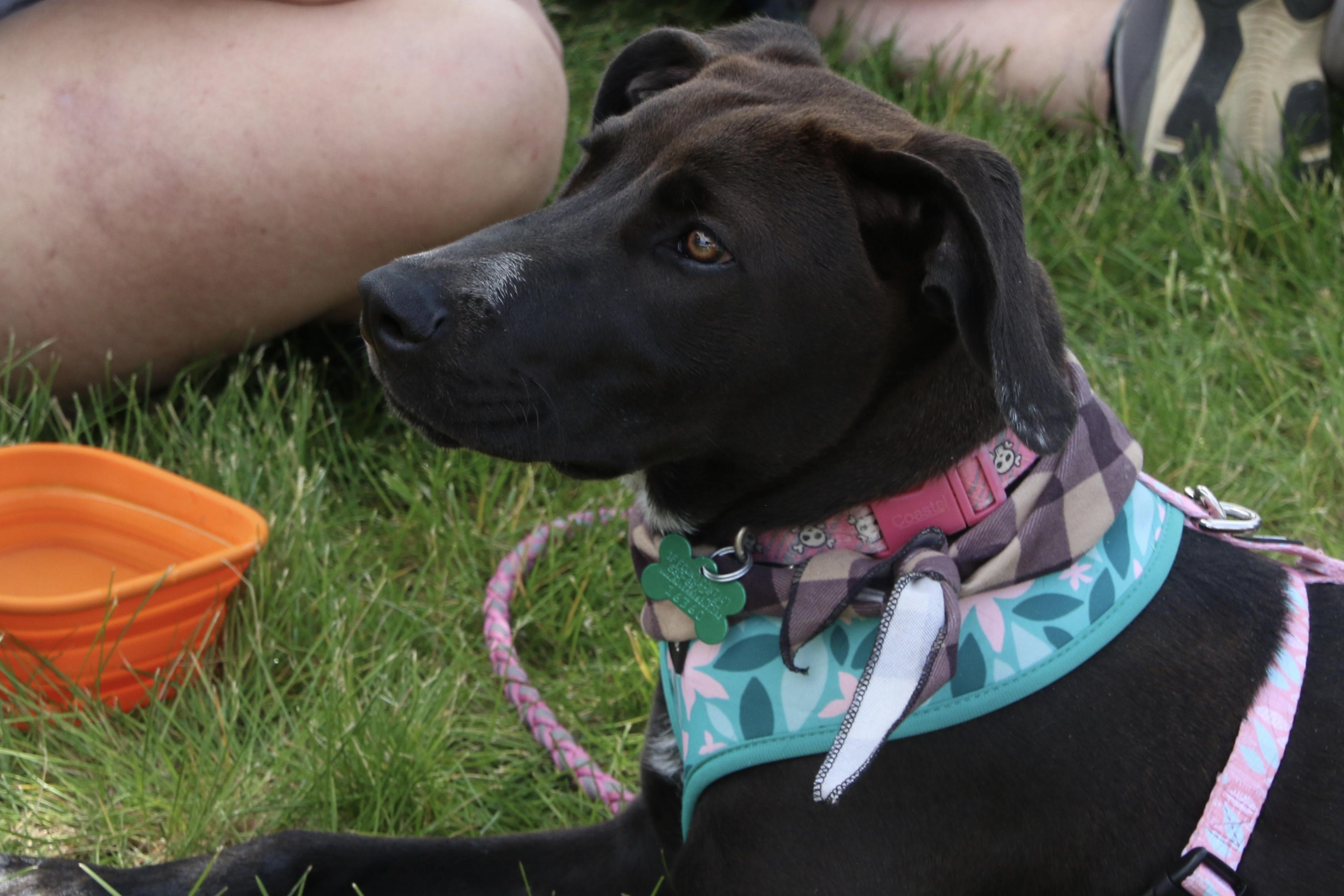 Wednesday, a ADOPTABLE mixed breed in Aurora, IL image 3/4