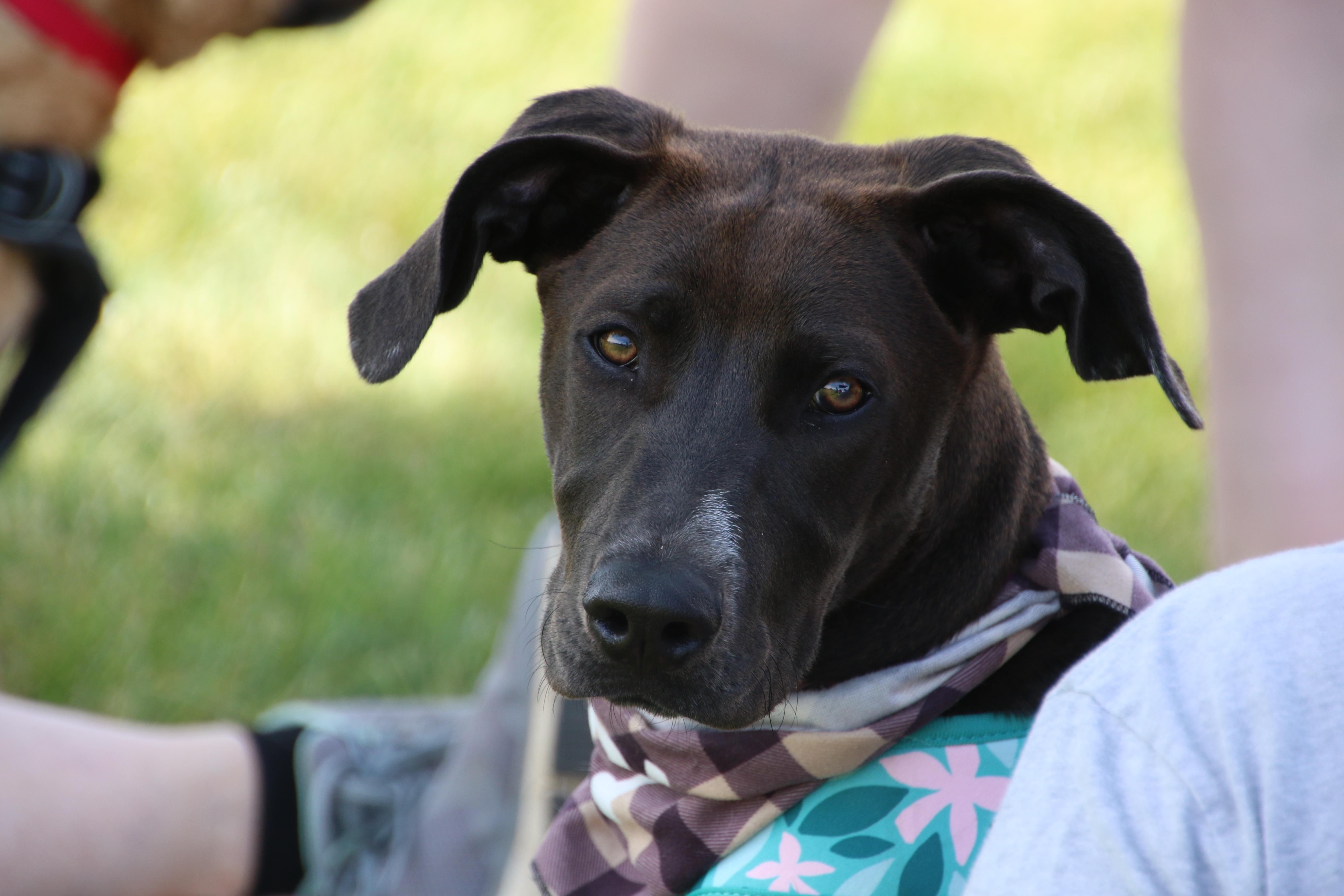 Wednesday, a ADOPTABLE mixed breed in Aurora, IL image 1/4