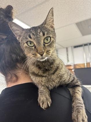 Buffy, Adoptable, Adult Female Domestic Short Hair.
