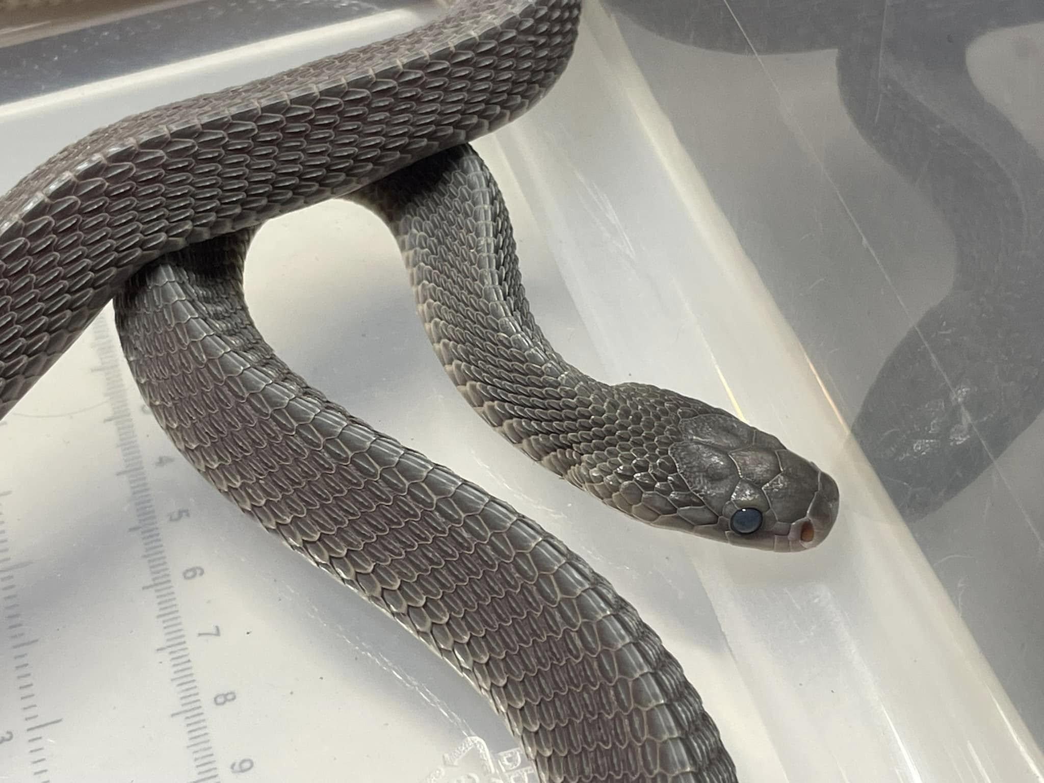 Kino, Adult Male unknown