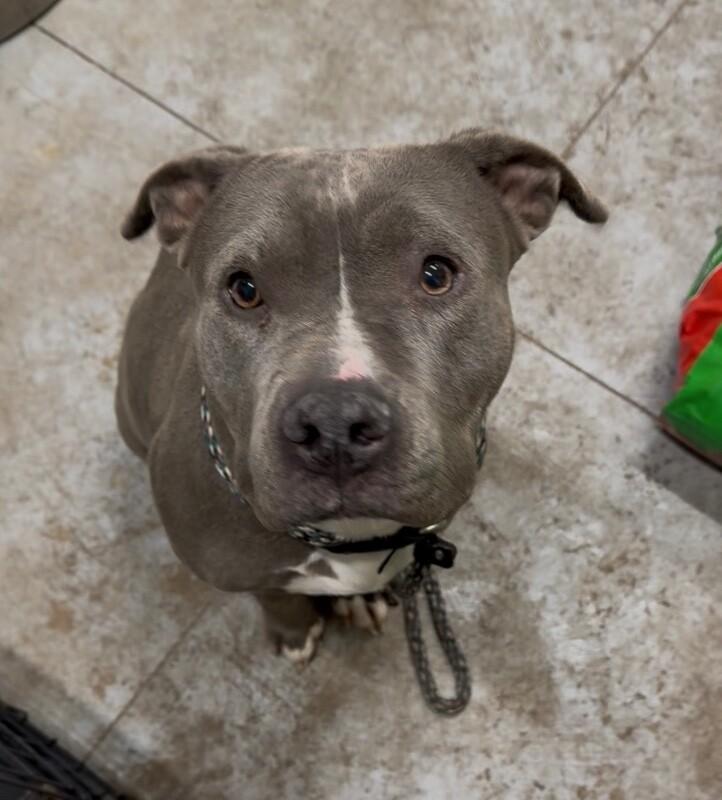 Enlarge Skye, a Adoptable Mixed Breed in Osseo, MI image 1/1