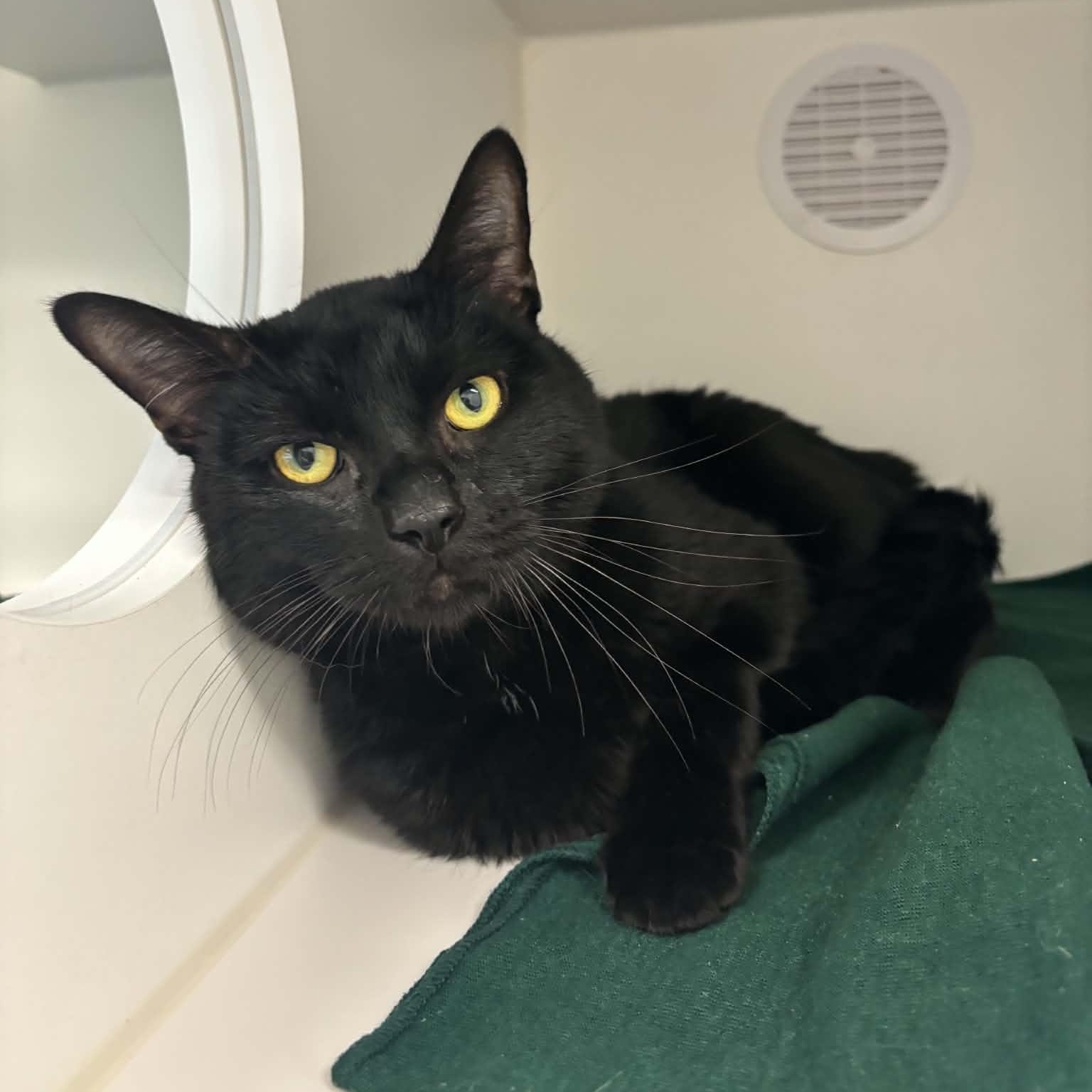 Bravo, ADOPTABLE, Young Male Domestic Short Hair.