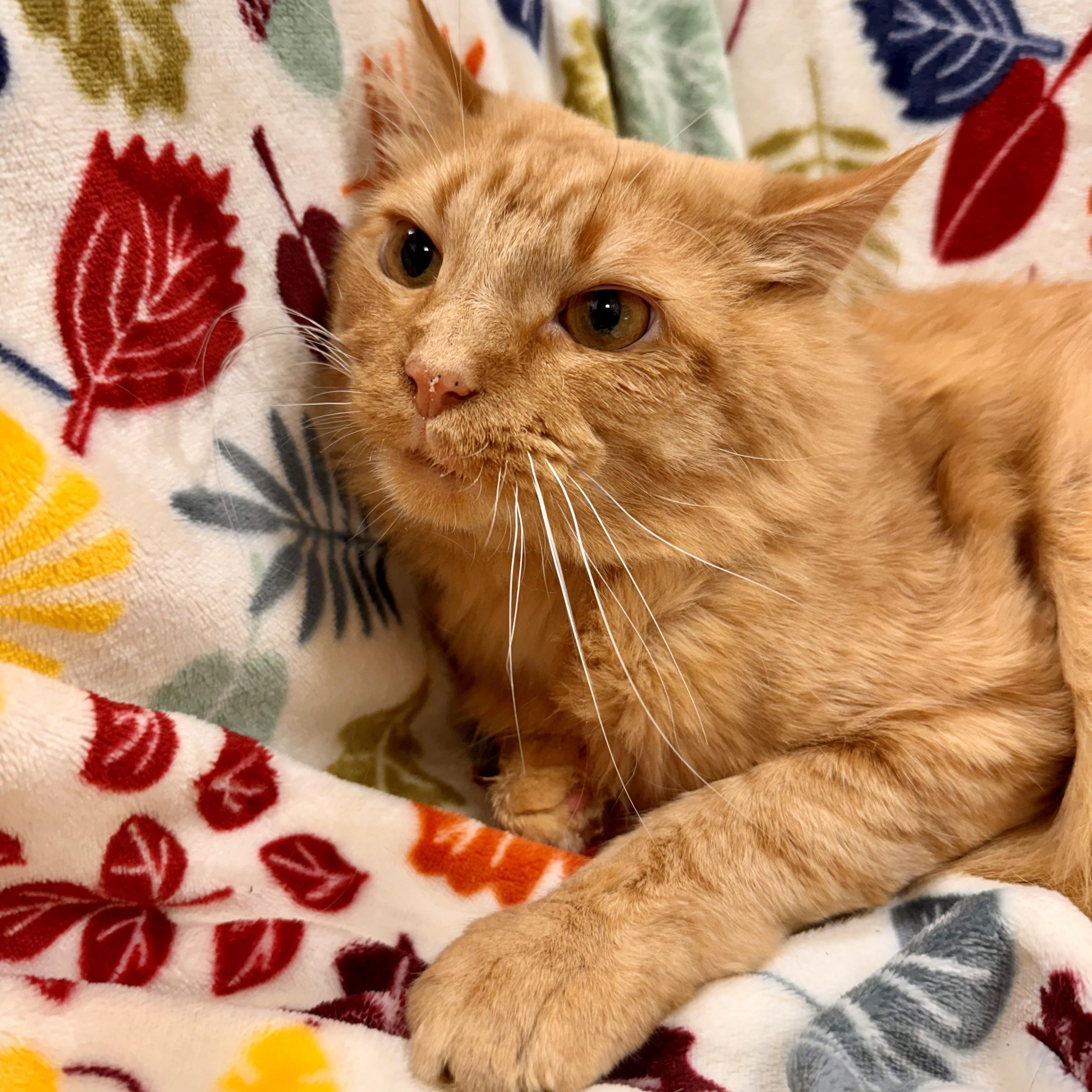 Butternut, a Adoptable Domestic Medium Hair in Midland, MI image 2/3