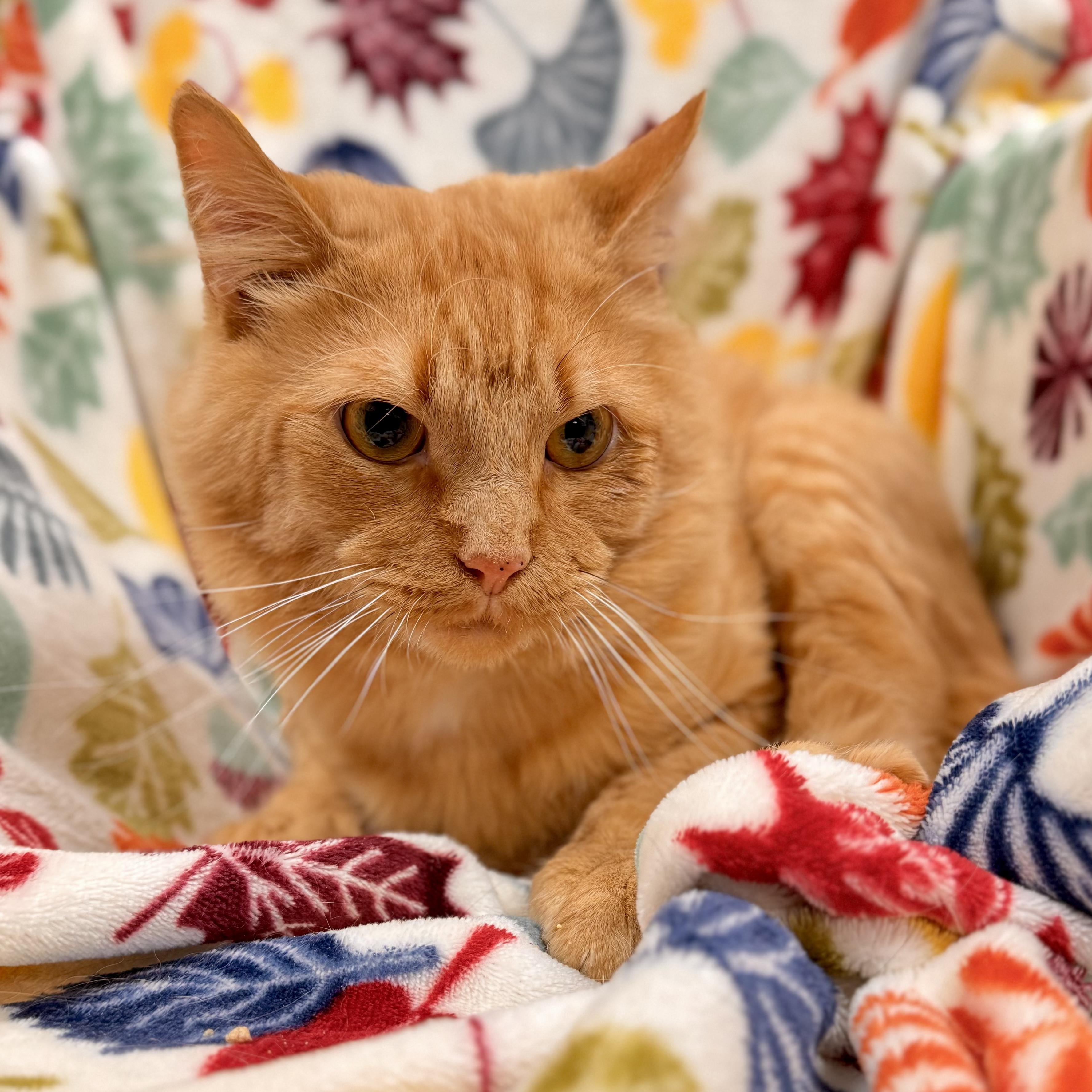 Butternut, a Adoptable Domestic Medium Hair in Midland, MI image 3/3