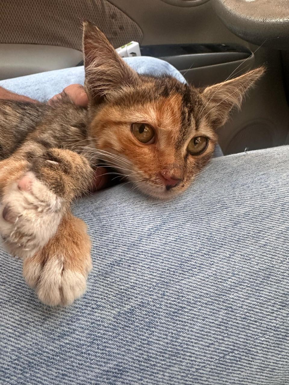 Twinkie, Young Female unknown