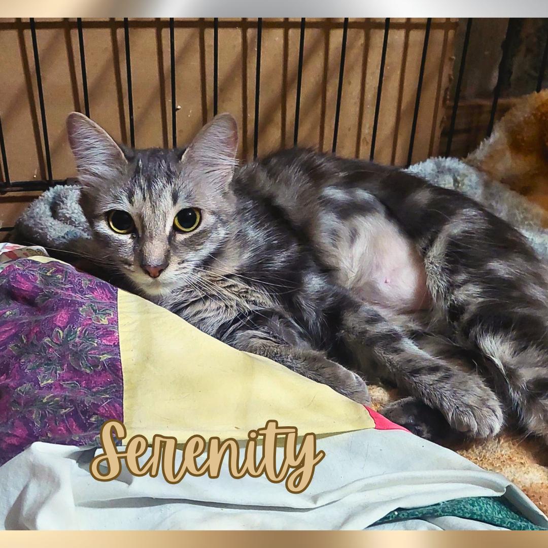 Serenity, a Adoptable Tabby in Orange City, FL image 2/3