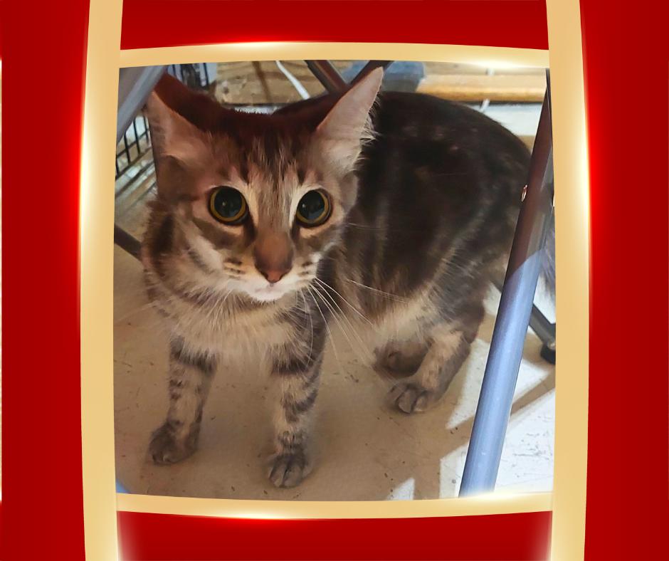 Serenity, a Adoptable Tabby in Orange City, FL image 3/3