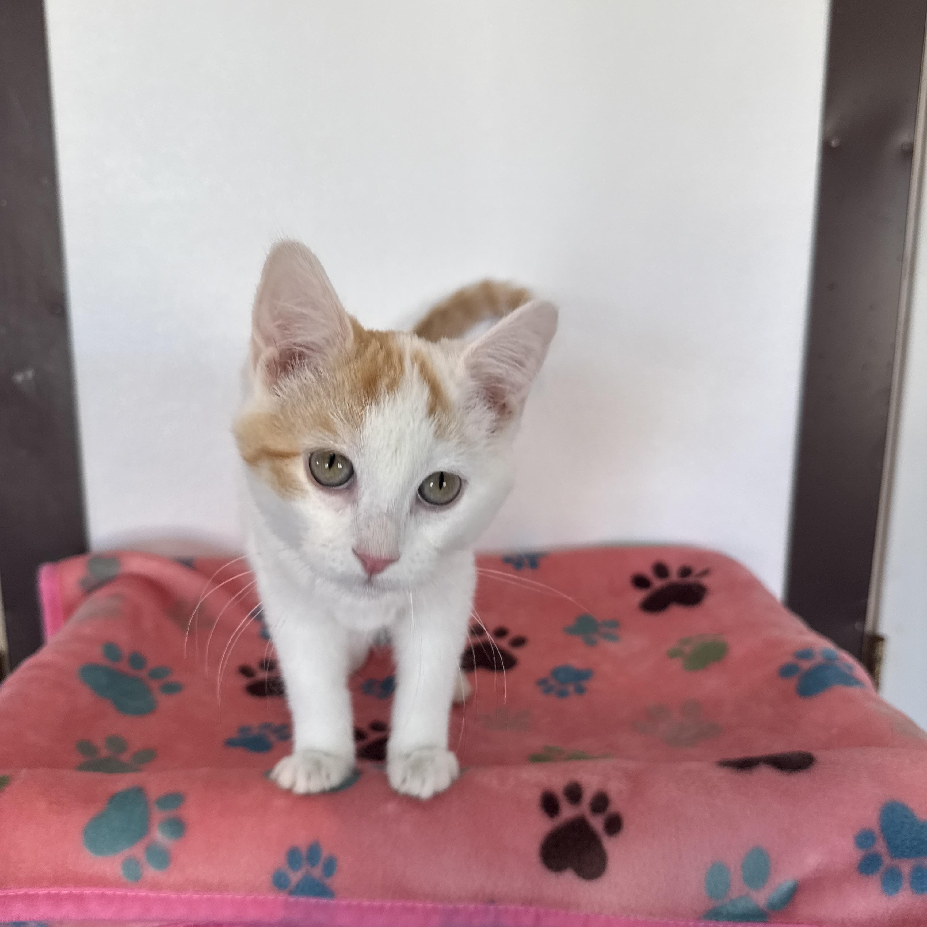 Enlarge Sweet Potato, an adopted Domestic Short Hair in Auburn, NE image 5/5