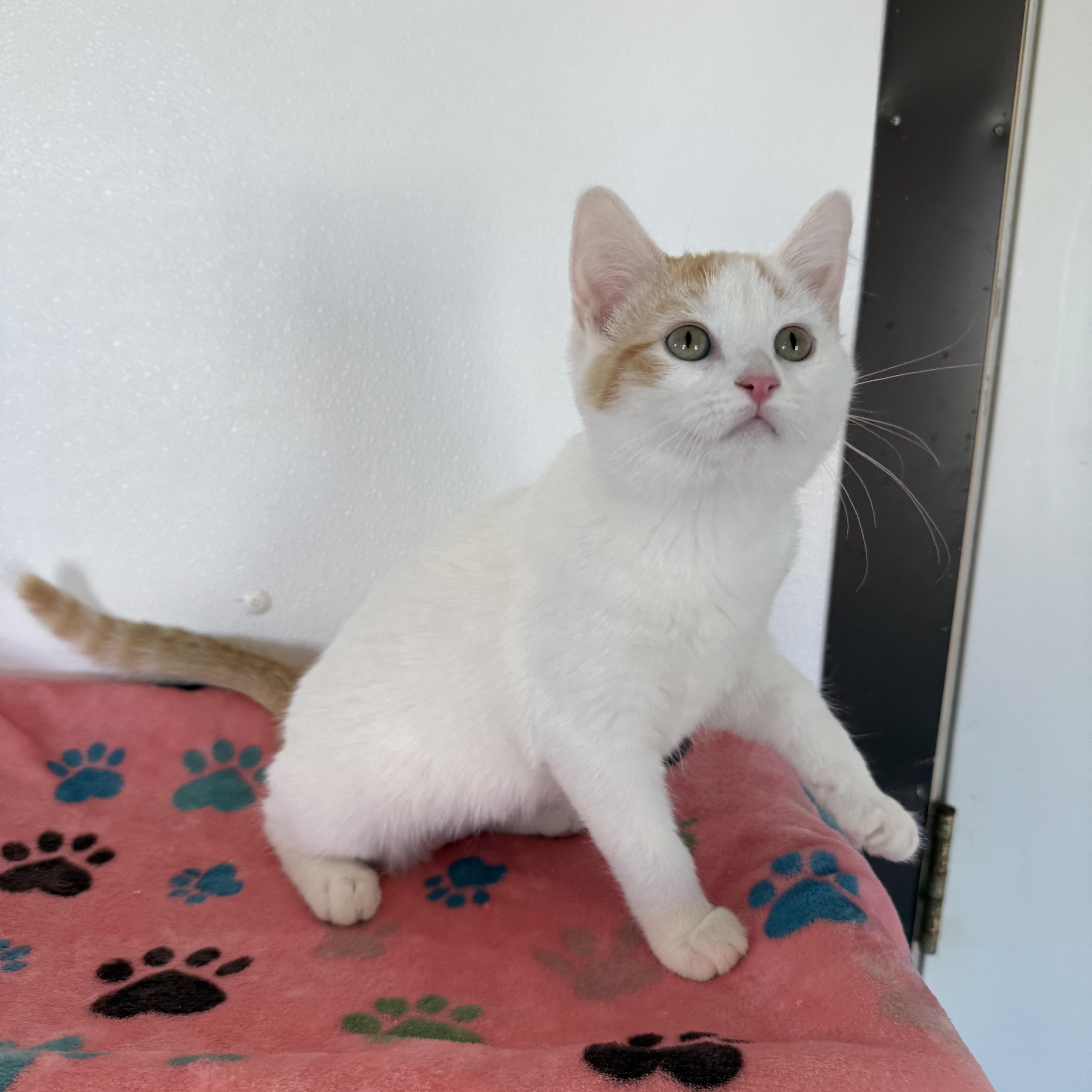 Enlarge Sweet Potato, an adopted Domestic Short Hair in Auburn, NE image 3/5