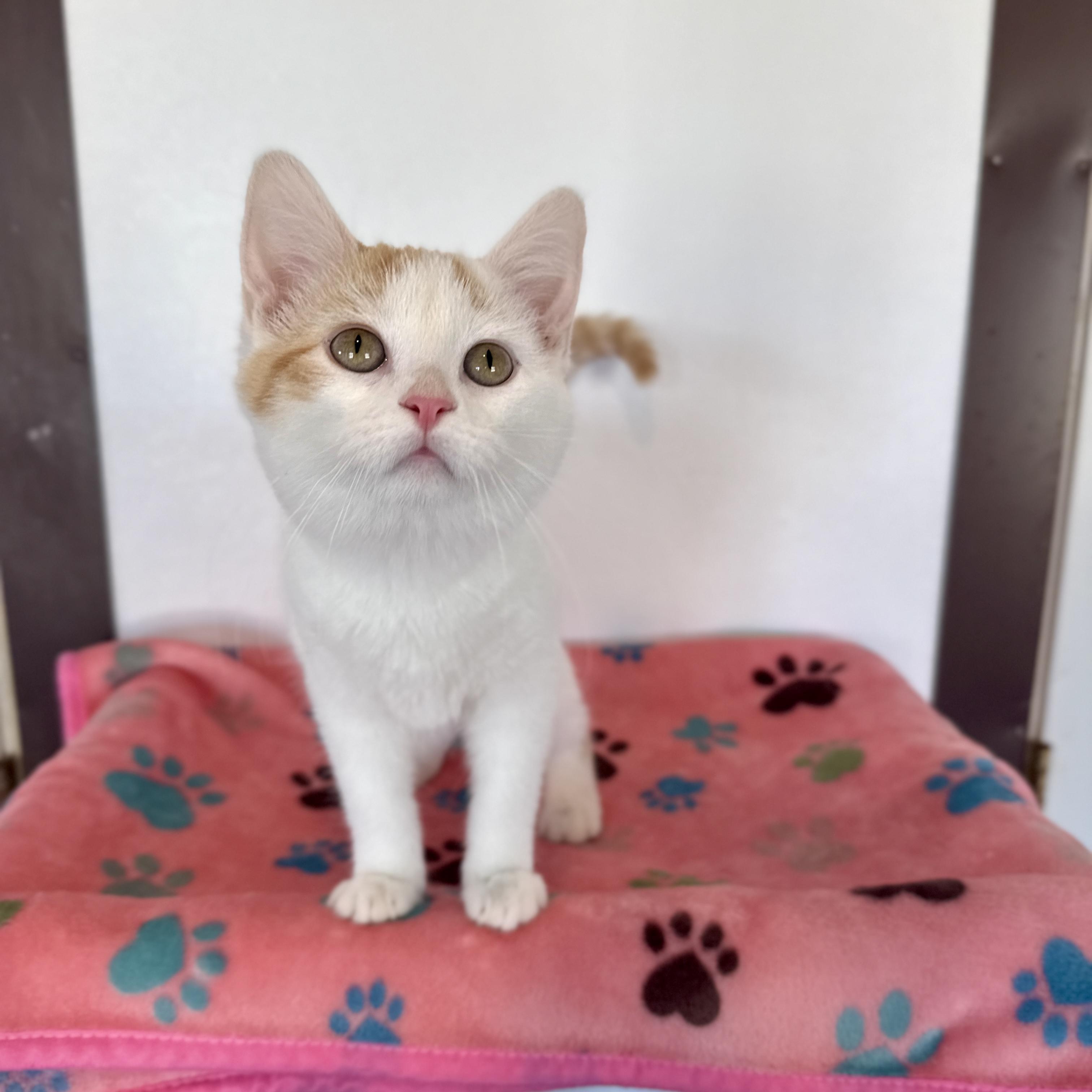 Enlarge Sweet Potato, an adopted Domestic Short Hair in Auburn, NE image 4/5