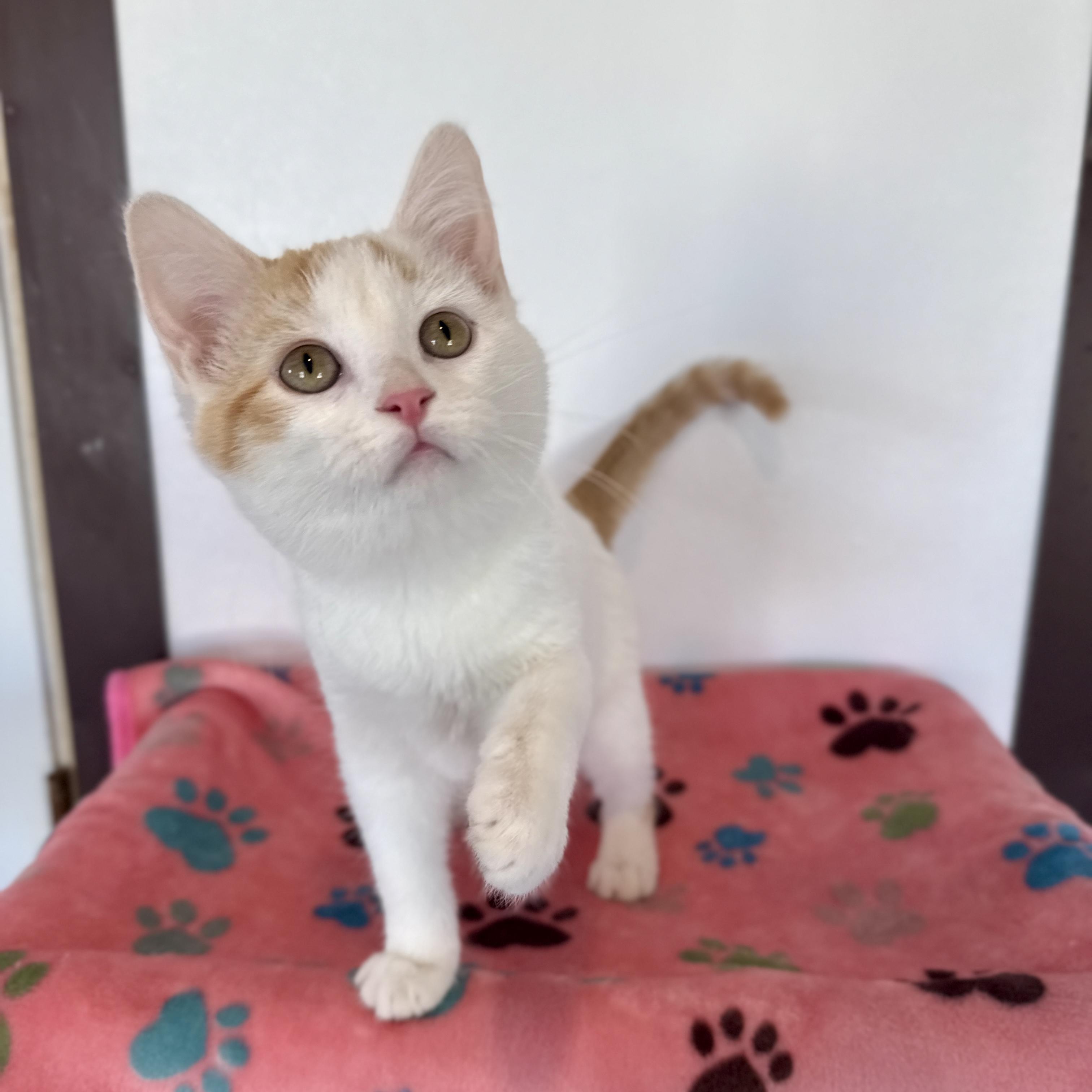 Enlarge Sweet Potato, an adopted Domestic Short Hair in Auburn, NE image 2/5