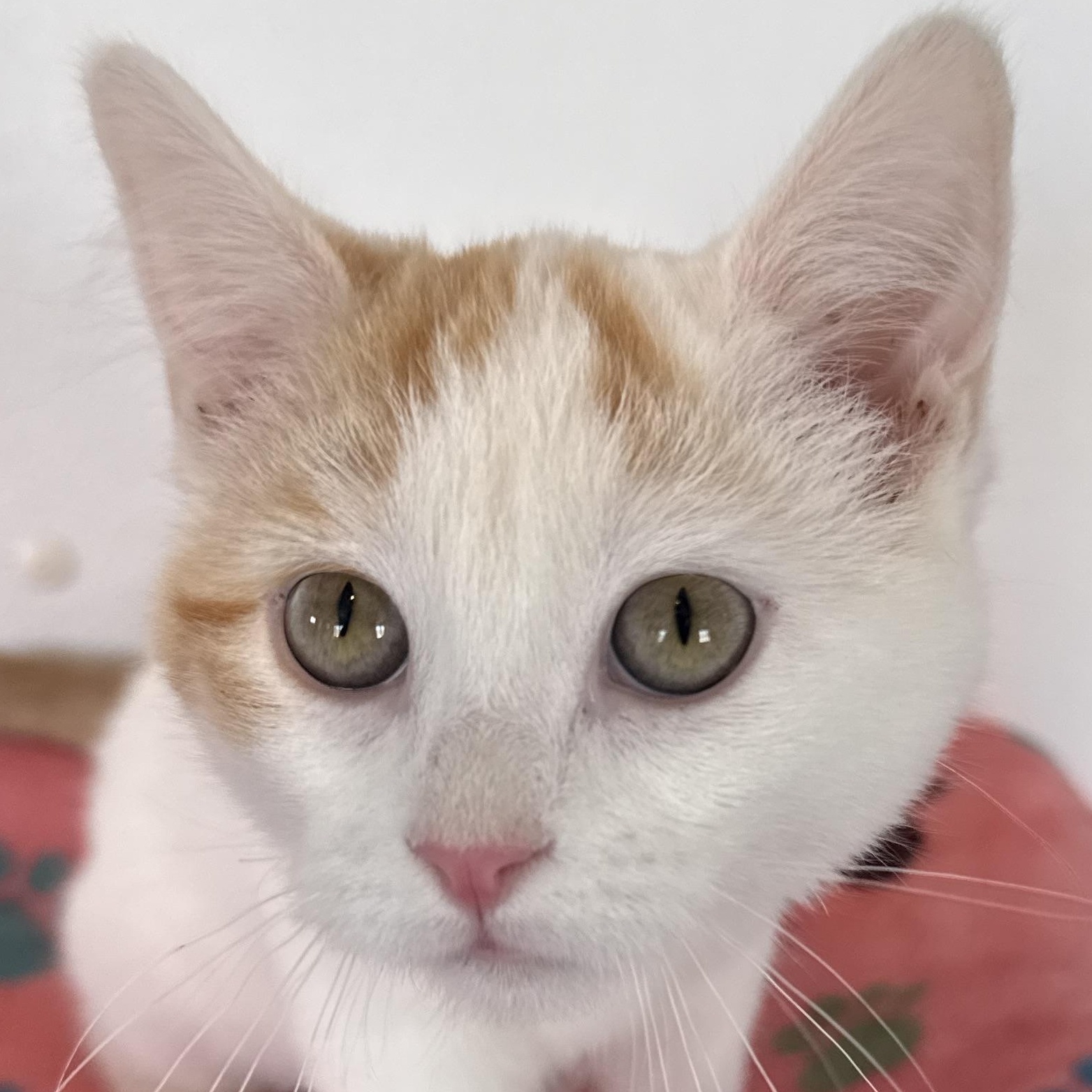 Sweet Potato, adopted, Kitten Female Domestic Short Hair.