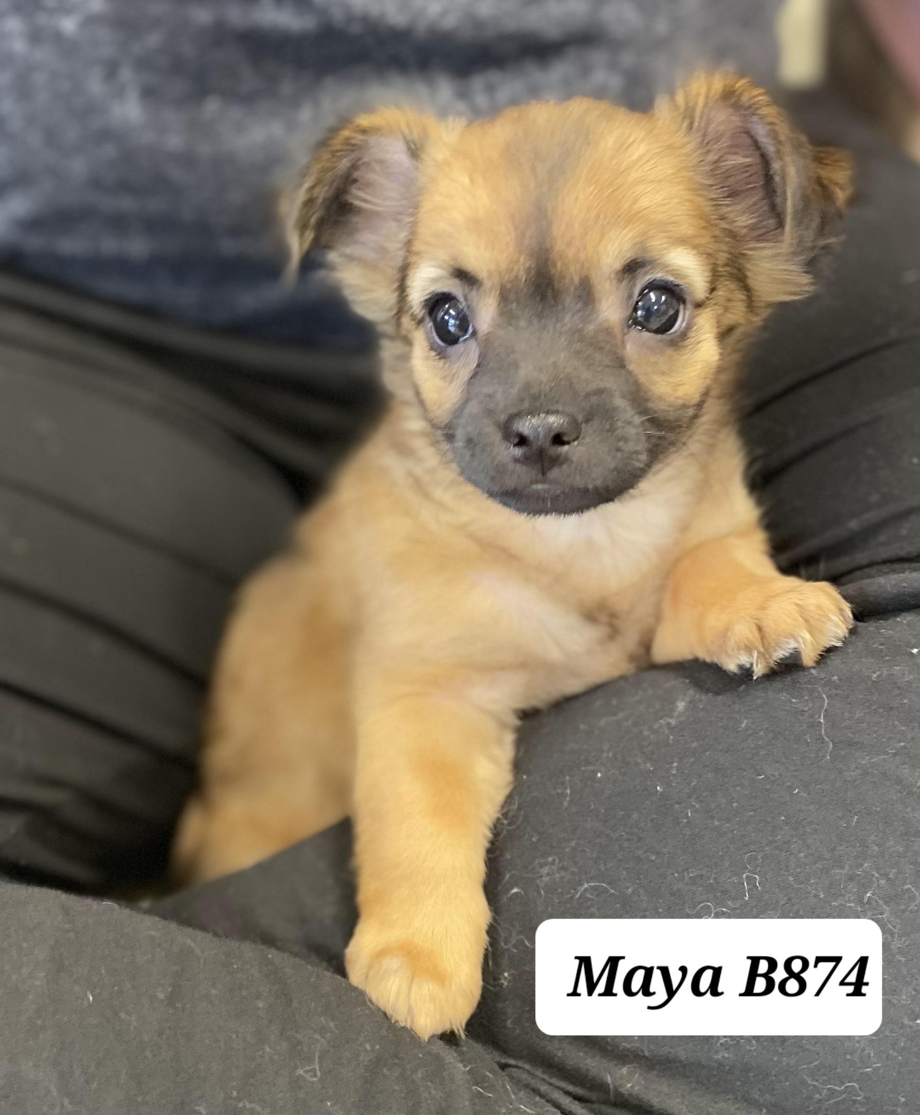 Enlarge Maya, a ADOPTABLE Chihuahua in Morganton, NC image 1/1