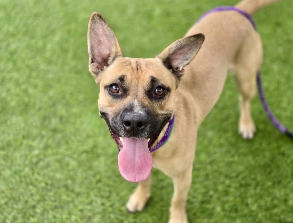 RAINBOW, Adoptable, Young Female Carolina Dog & Mixed Breed.