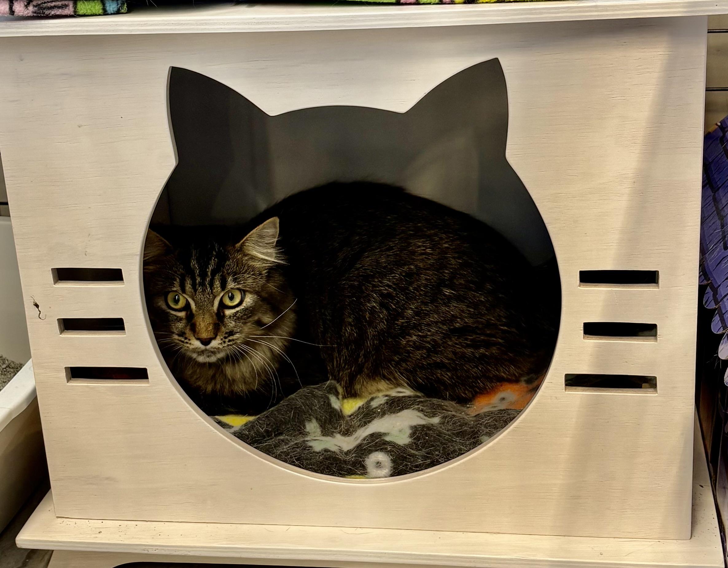 Veneto - Pet Valu Oakwoods