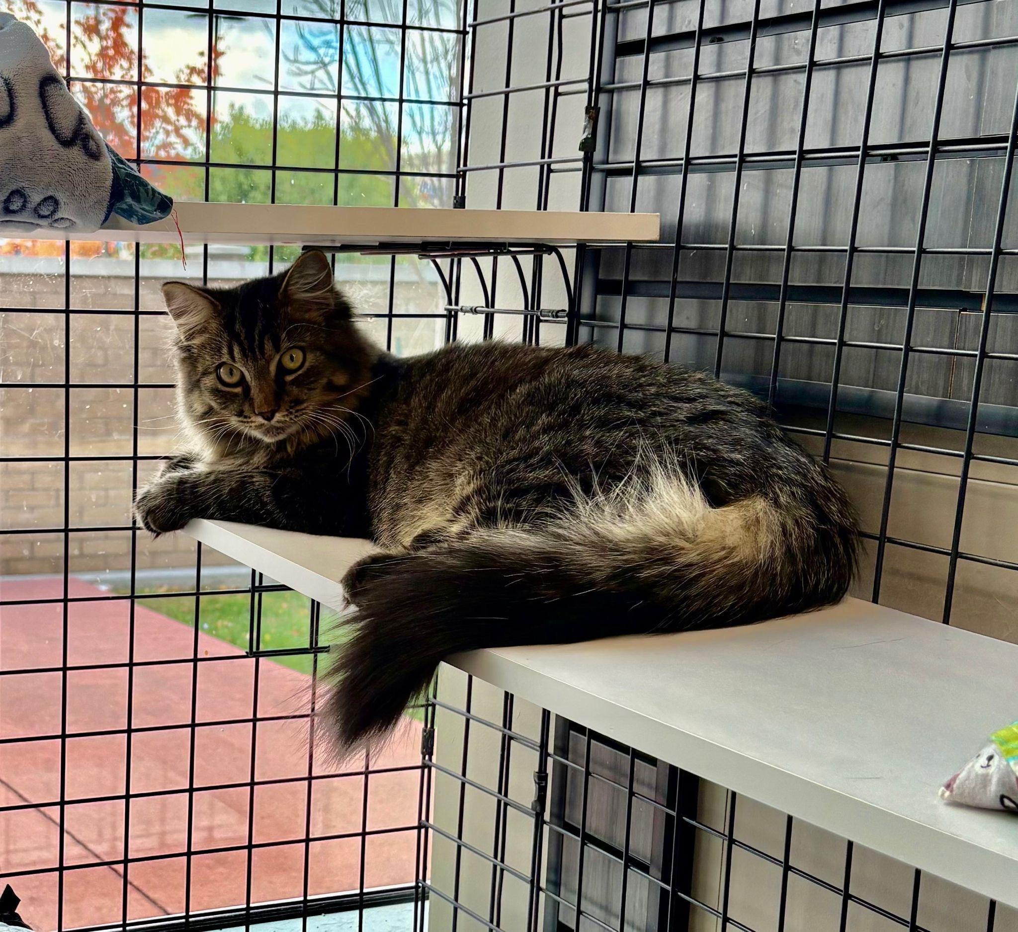 Veneto - Pet Valu Oakwoods