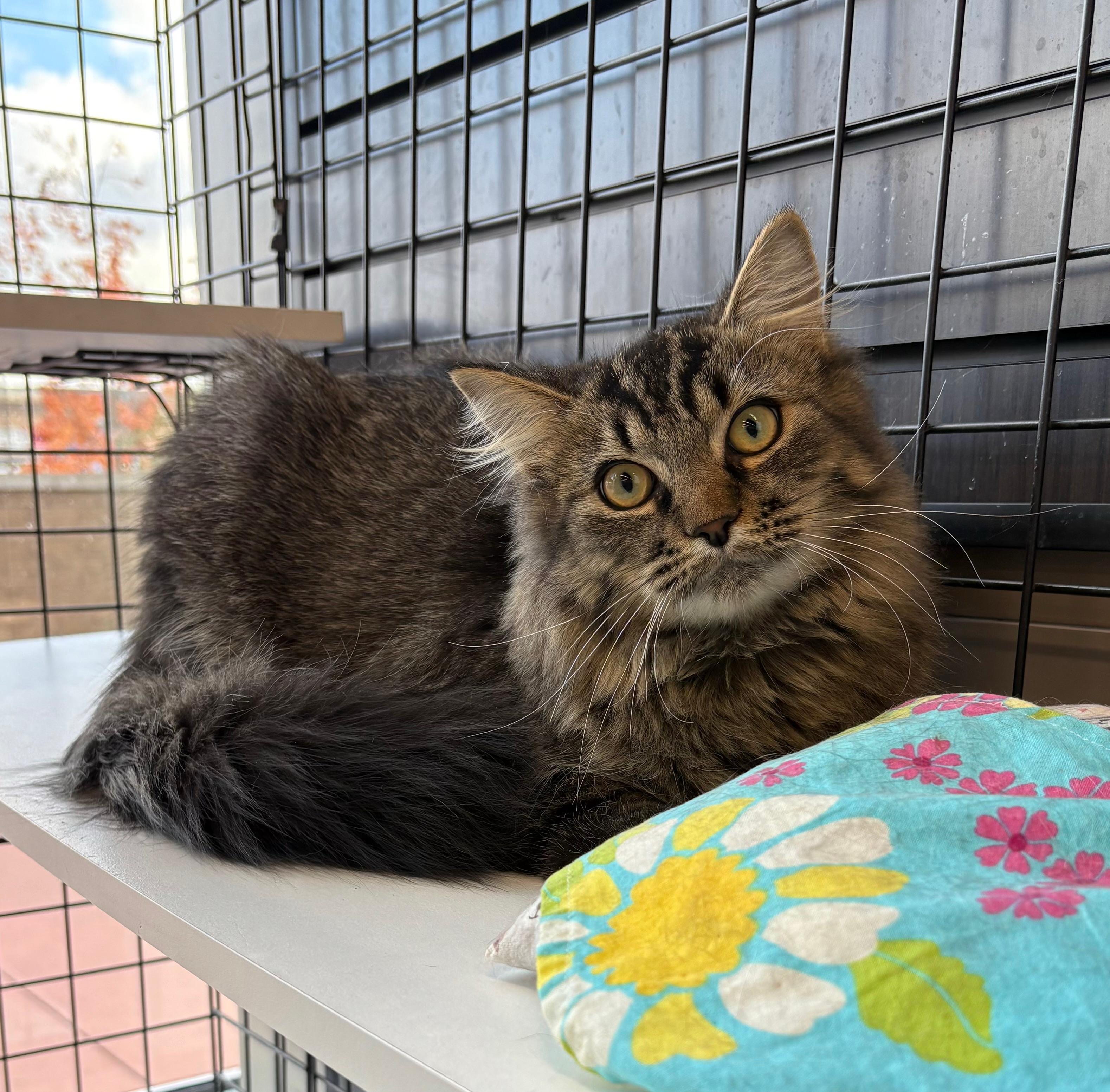 Veneto - Pet Valu Oakwoods