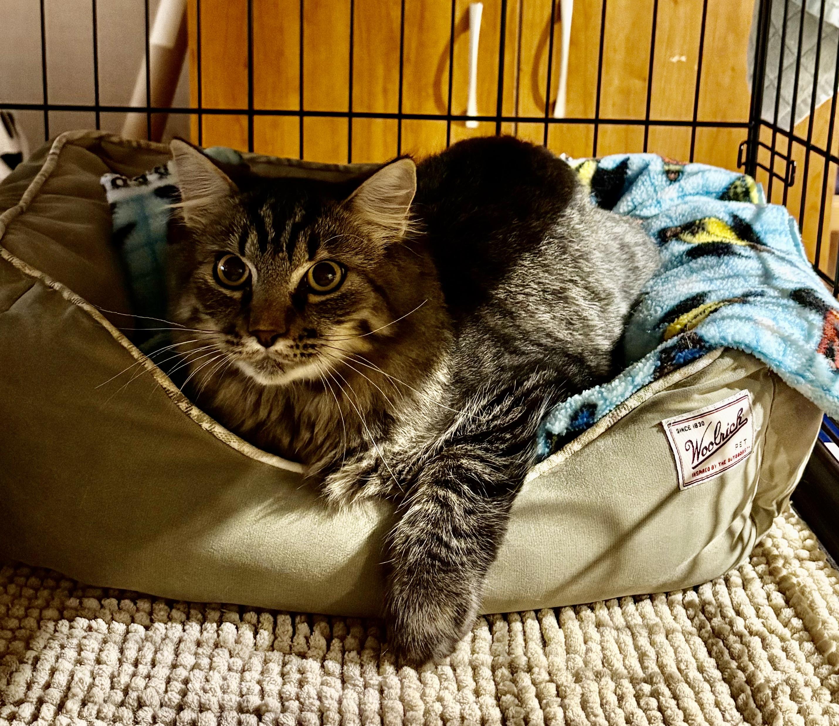 Veneto - Pet Valu Oakwoods