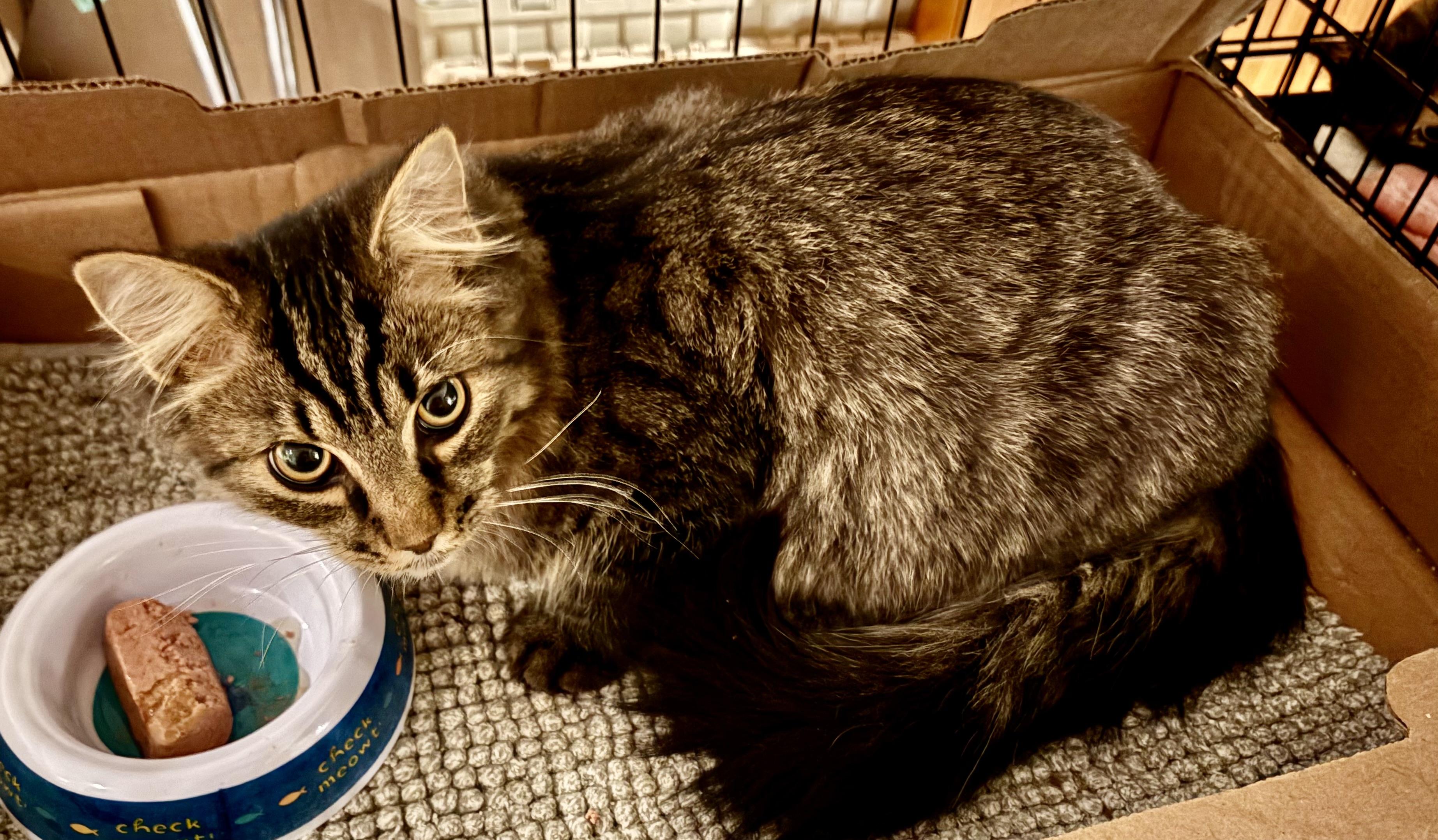 Veneto - Pet Valu Oakwoods