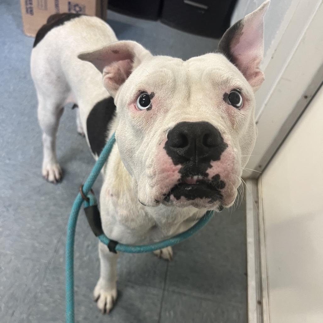Enlarge Nimbus, a Adoptable mixed breed in Southington, CT image 5/6