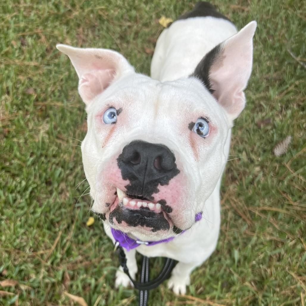 Nimbus, Adoptable, Young Female Pit Bull Terrier.