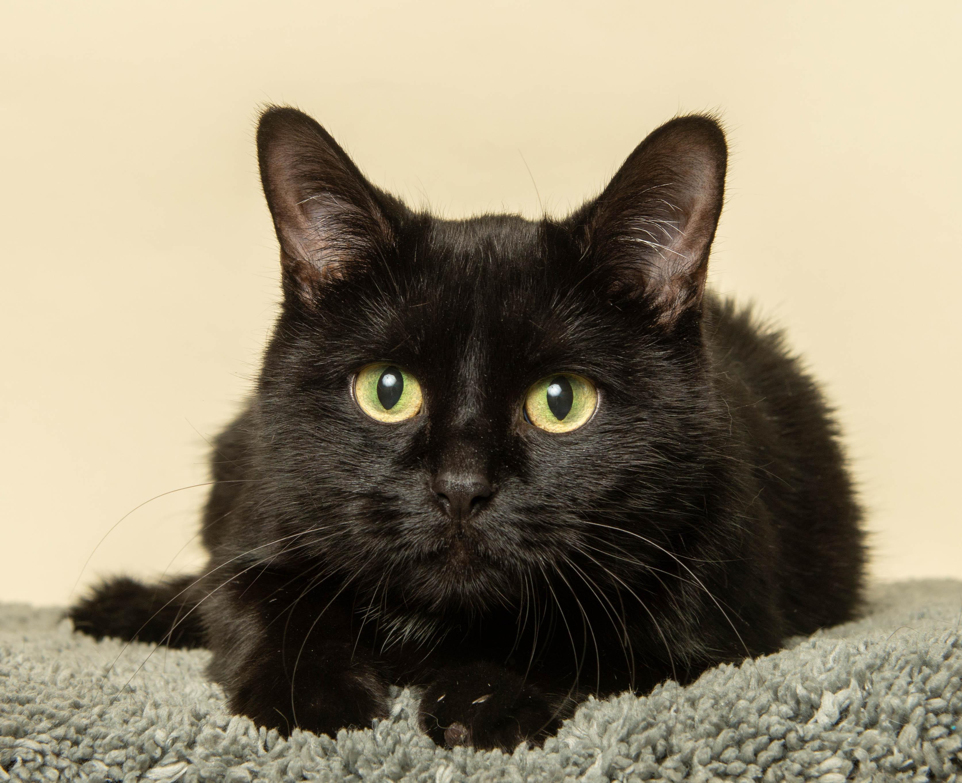 OMEGA, a ADOPTABLE Domestic Short Hair in Wyandotte, MI image 3/5