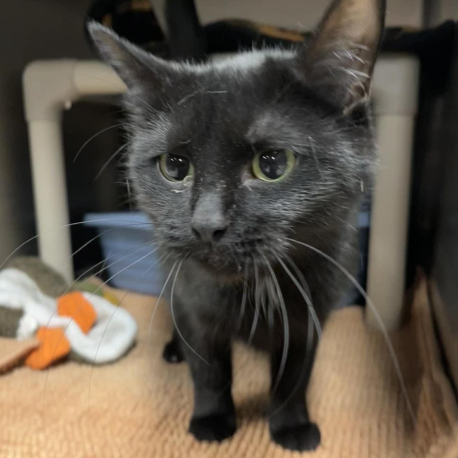 OMEGA, a ADOPTABLE Domestic Short Hair in Wyandotte, MI image 5/5