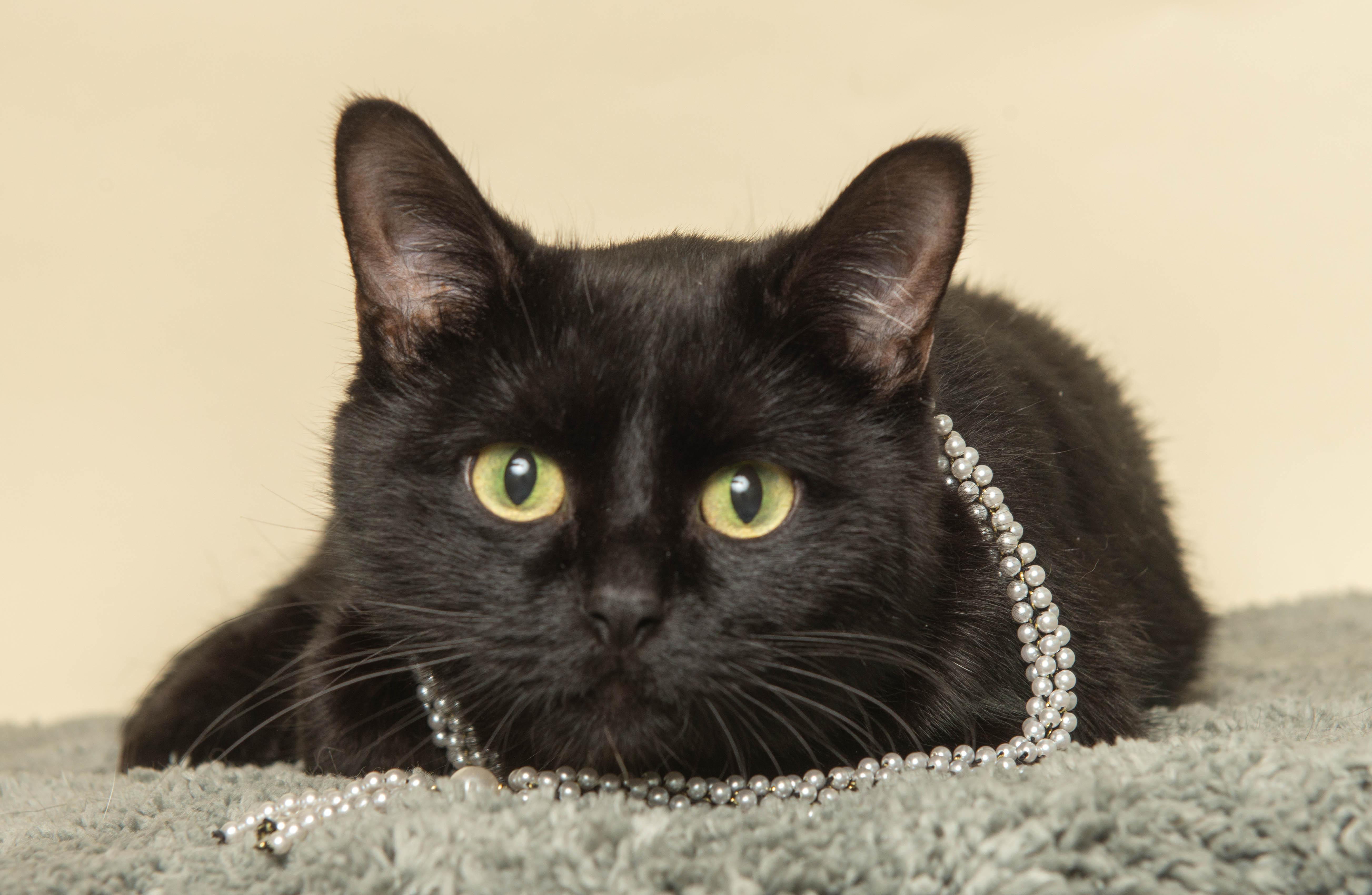 OMEGA, a ADOPTABLE Domestic Short Hair in Wyandotte, MI image 2/5