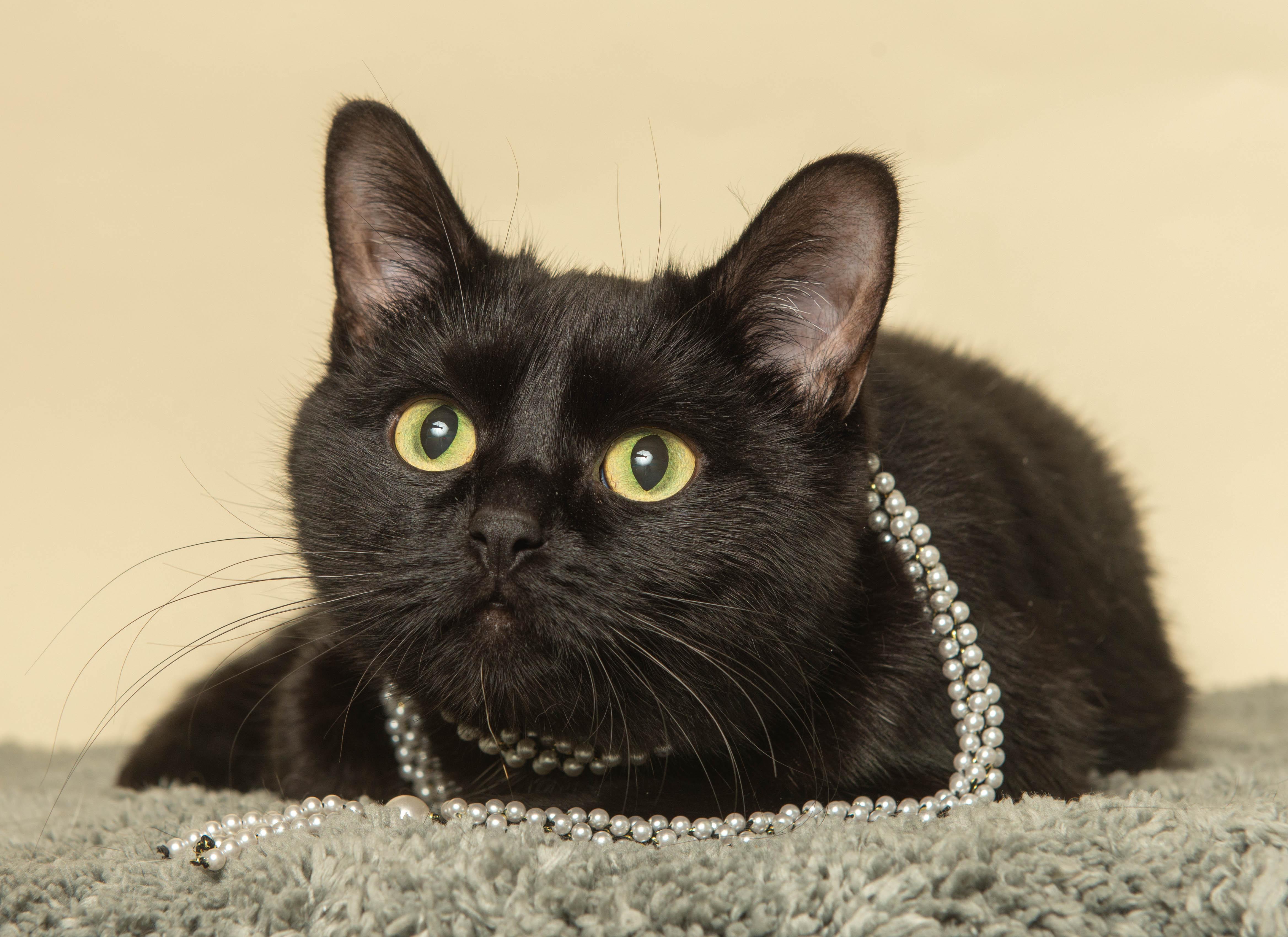 OMEGA, a ADOPTABLE Domestic Short Hair in Wyandotte, MI image 4/5