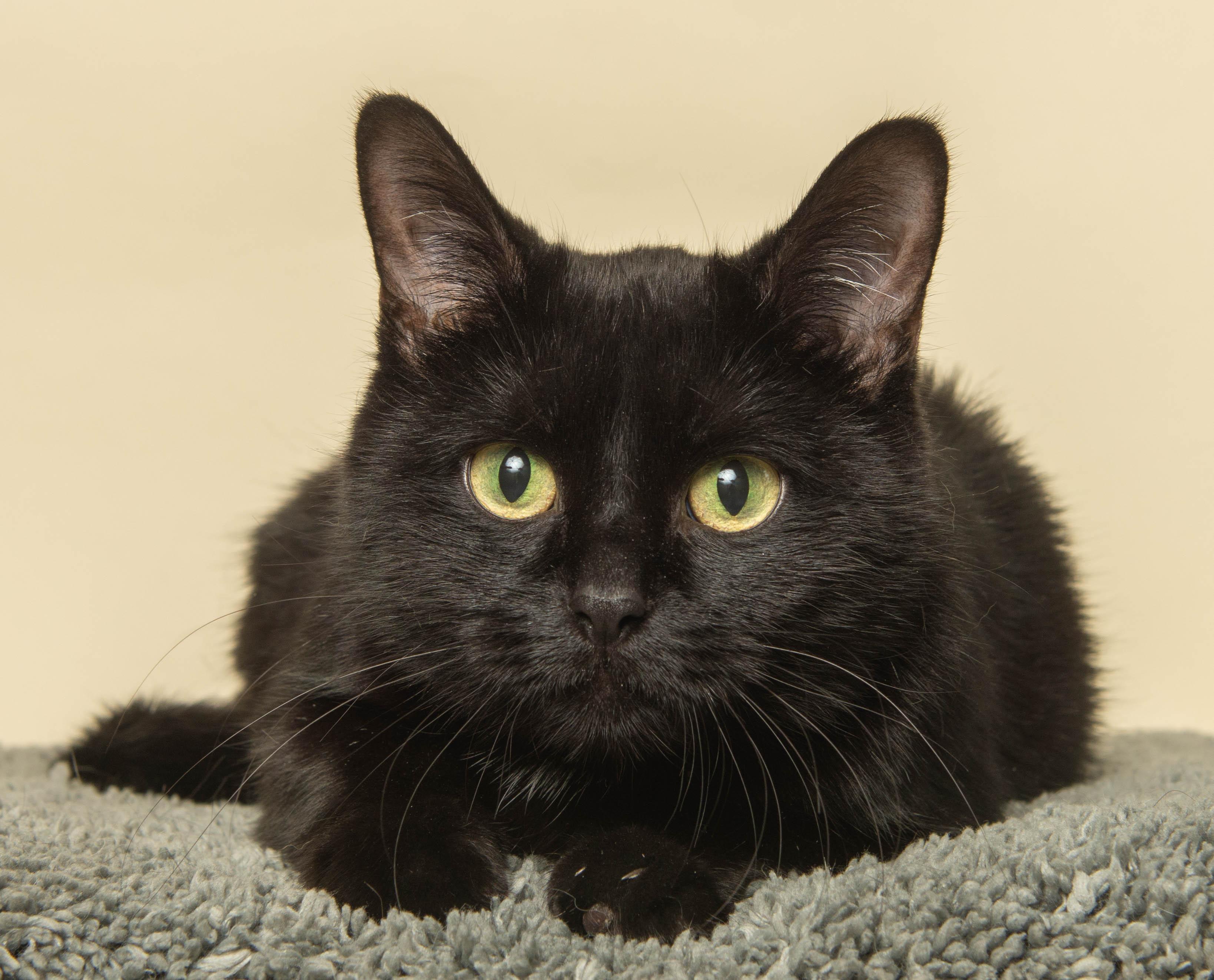 OMEGA, ADOPTABLE, Adult Female Domestic Short Hair.