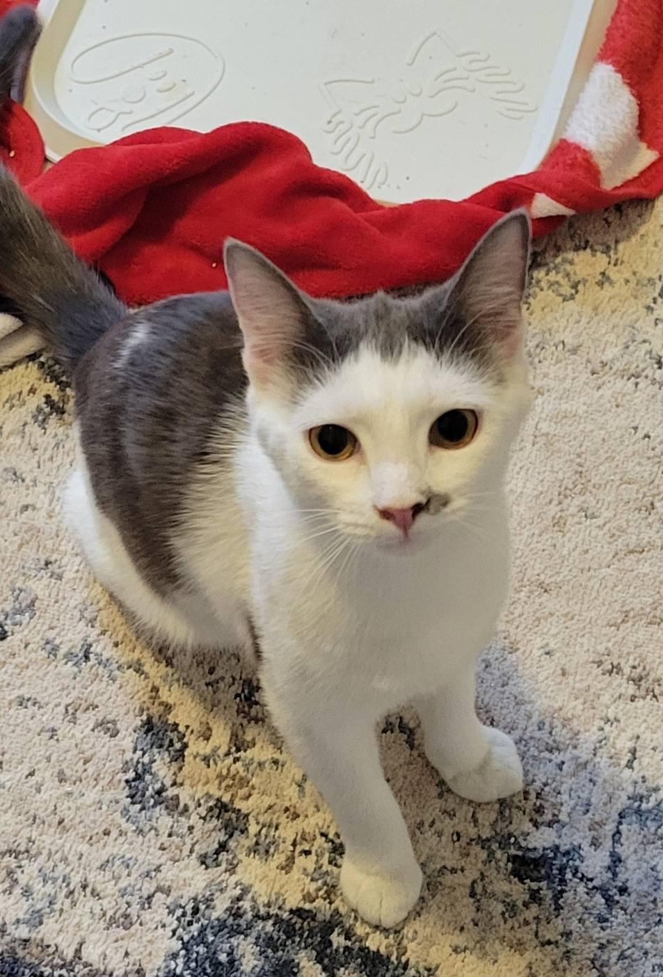 Enlarge Tilly, a ADOPTABLE Domestic Short Hair in Gerrardstown, WV image 1/4