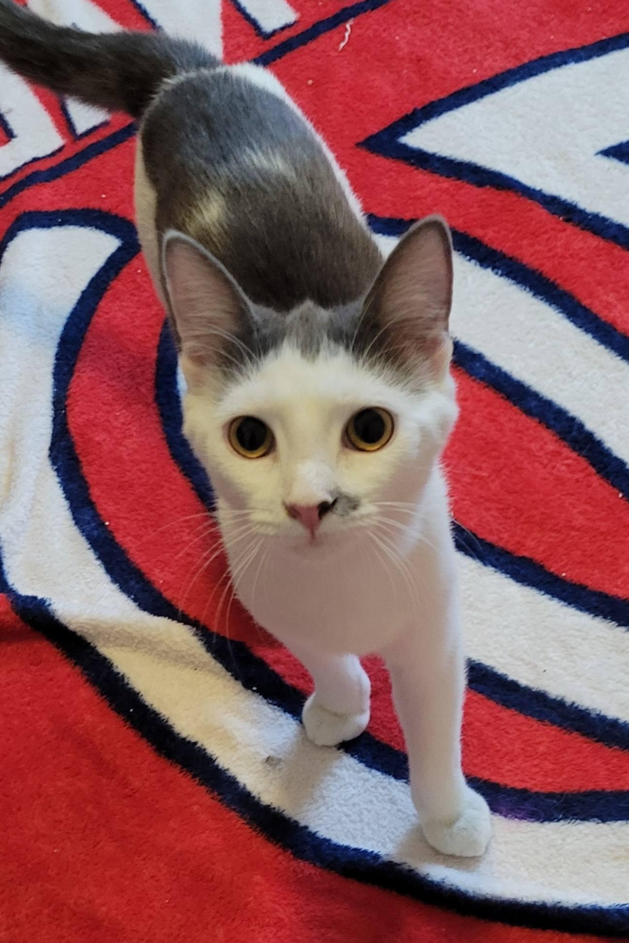 Enlarge Tilly, a ADOPTABLE Domestic Short Hair in Gerrardstown, WV image 2/4