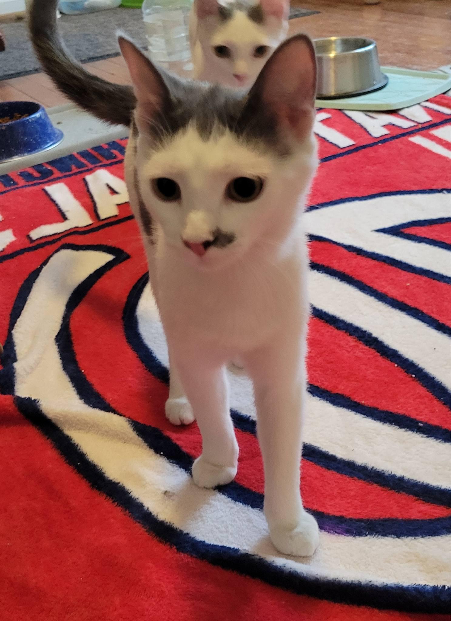 Enlarge Tilly, a ADOPTABLE Domestic Short Hair in Gerrardstown, WV image 3/4