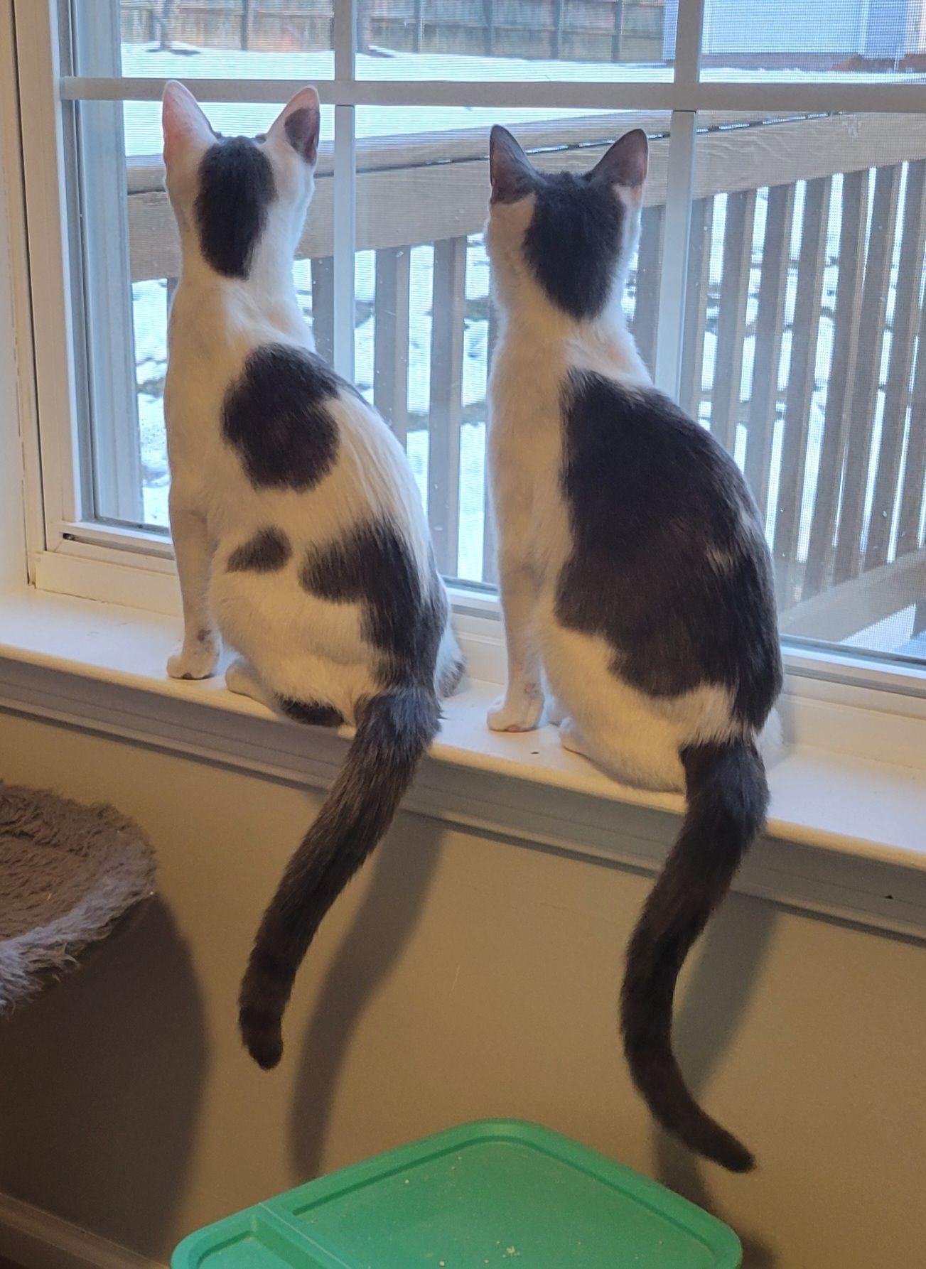 Enlarge Tilly, a ADOPTABLE Domestic Short Hair in Gerrardstown, WV image 4/4