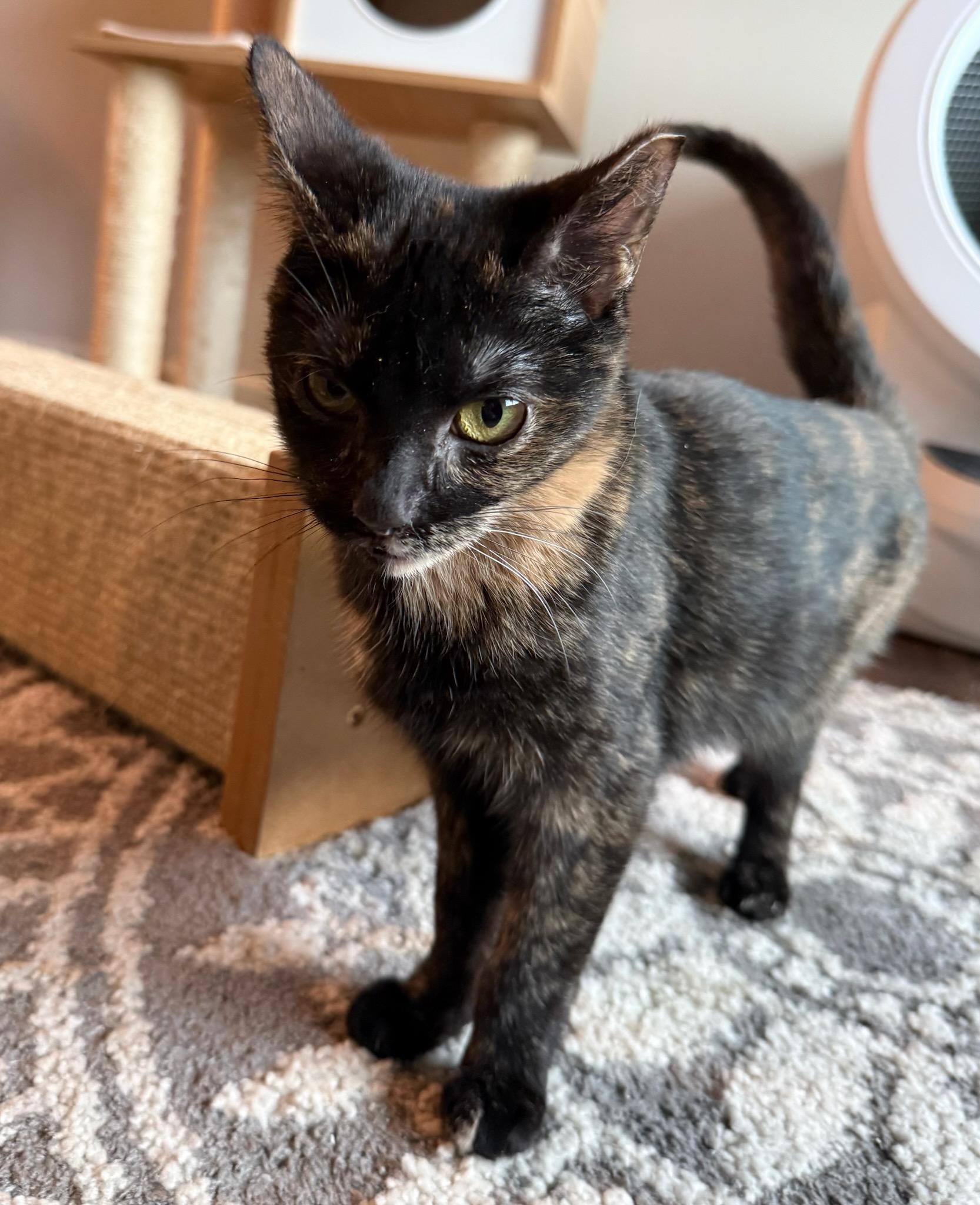 Enlarge Bubbles, a Adoptable mixed breed in Howell, MI image 1/1