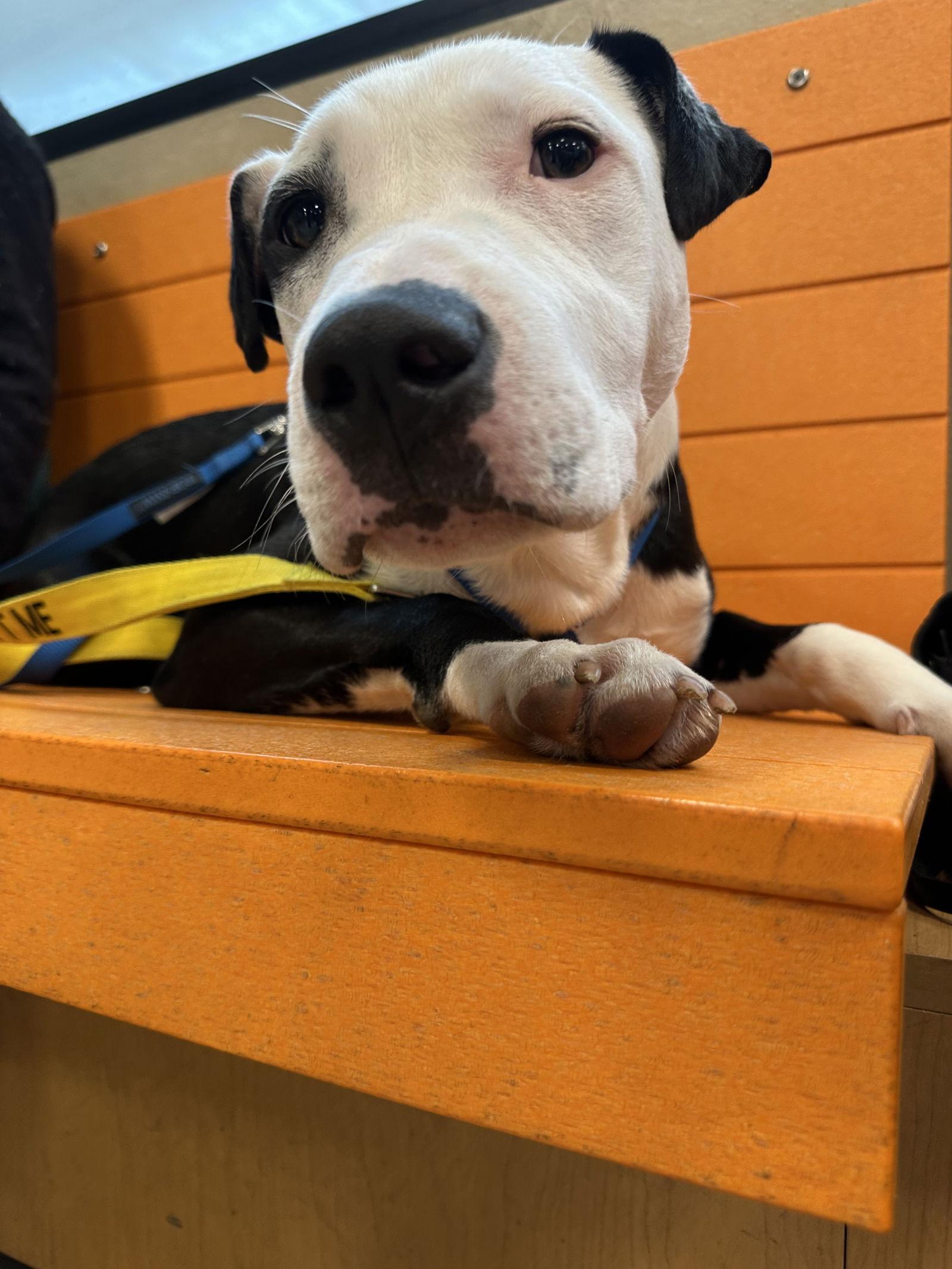 Aleppo Pine — thumbnail 3