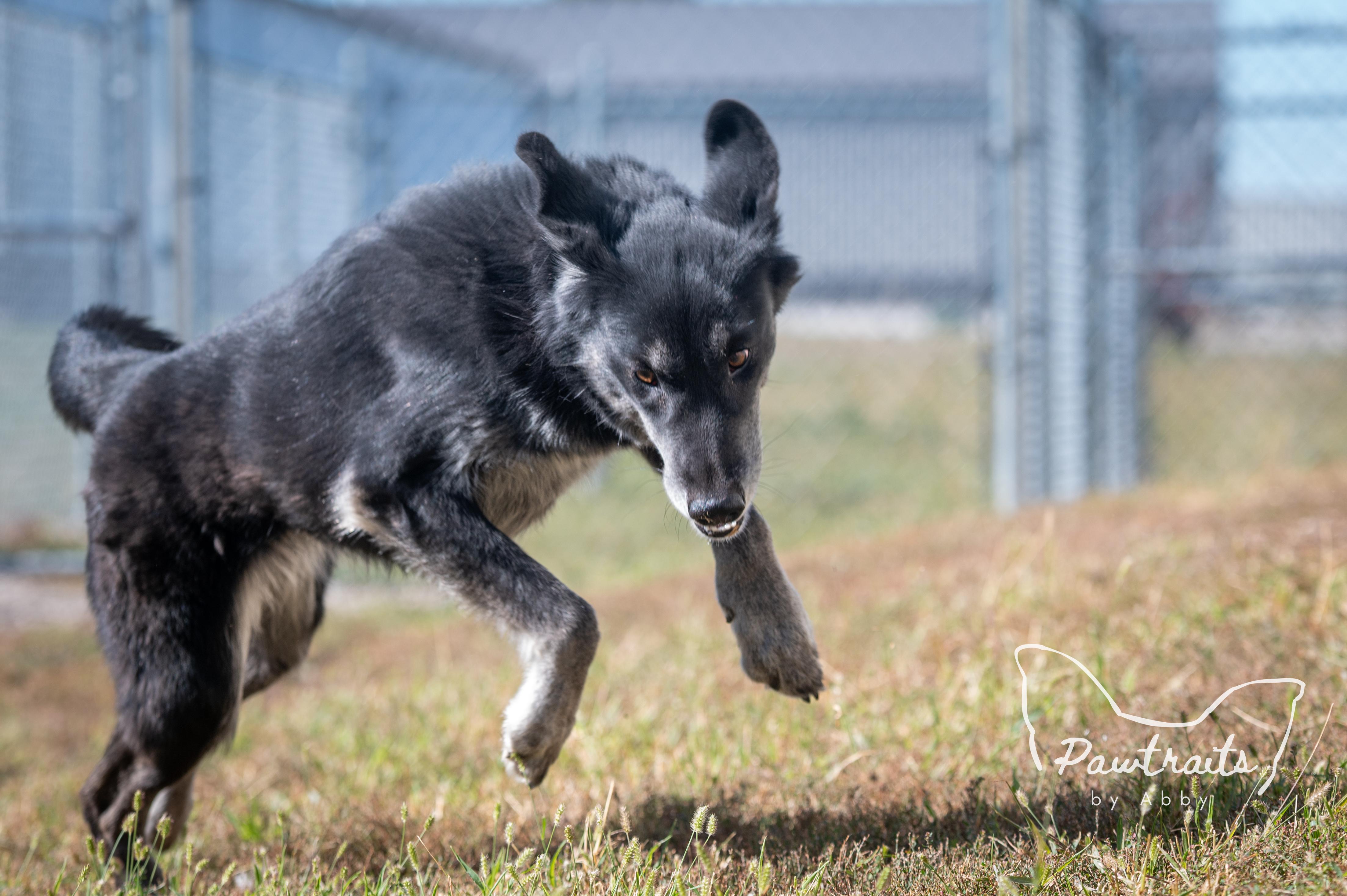 Enlarge Gypsy, an adoptable mixed breed in Clinton, IL image 5/5