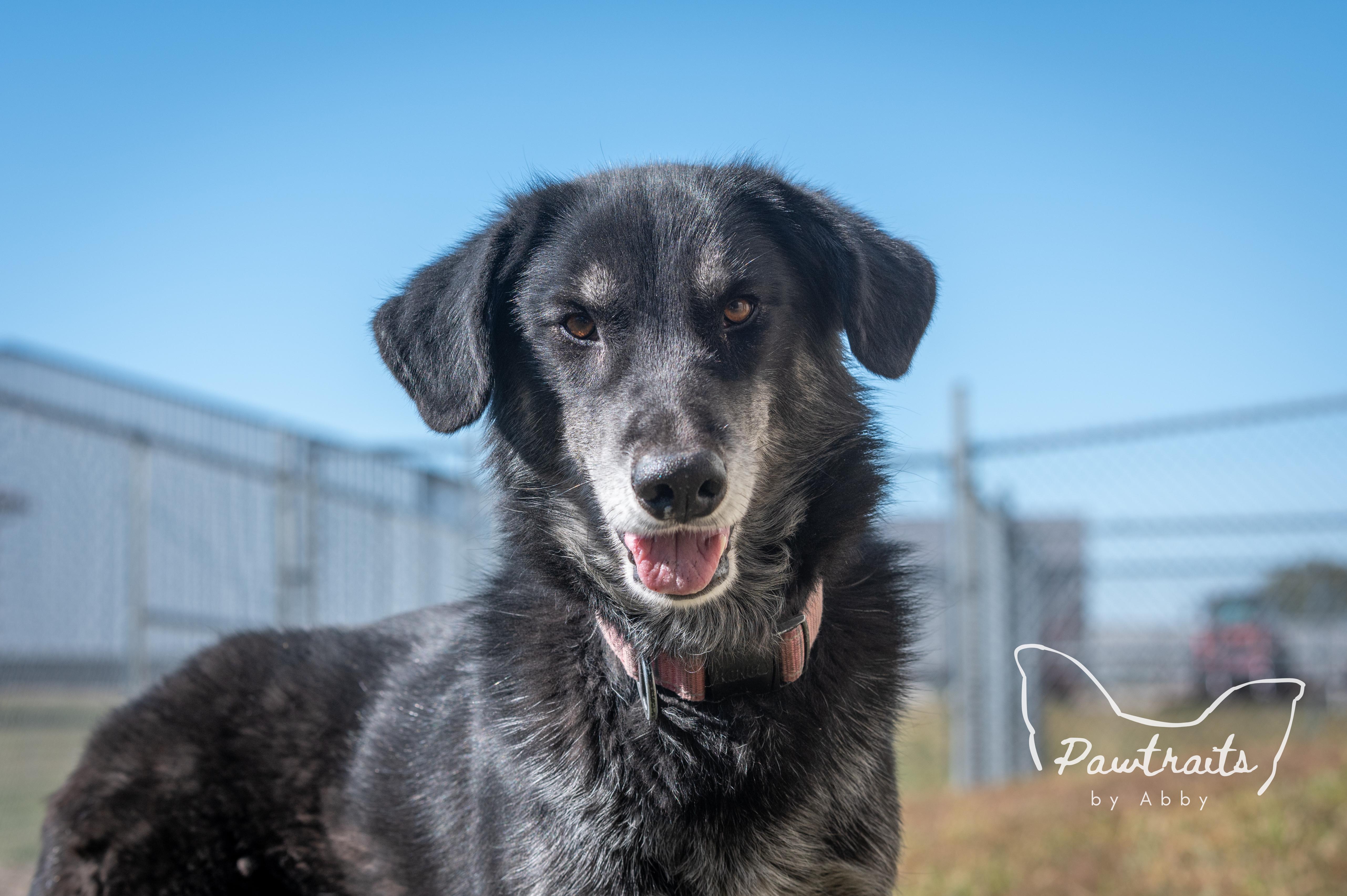 Enlarge Gypsy, an adoptable mixed breed in Clinton, IL image 2/5