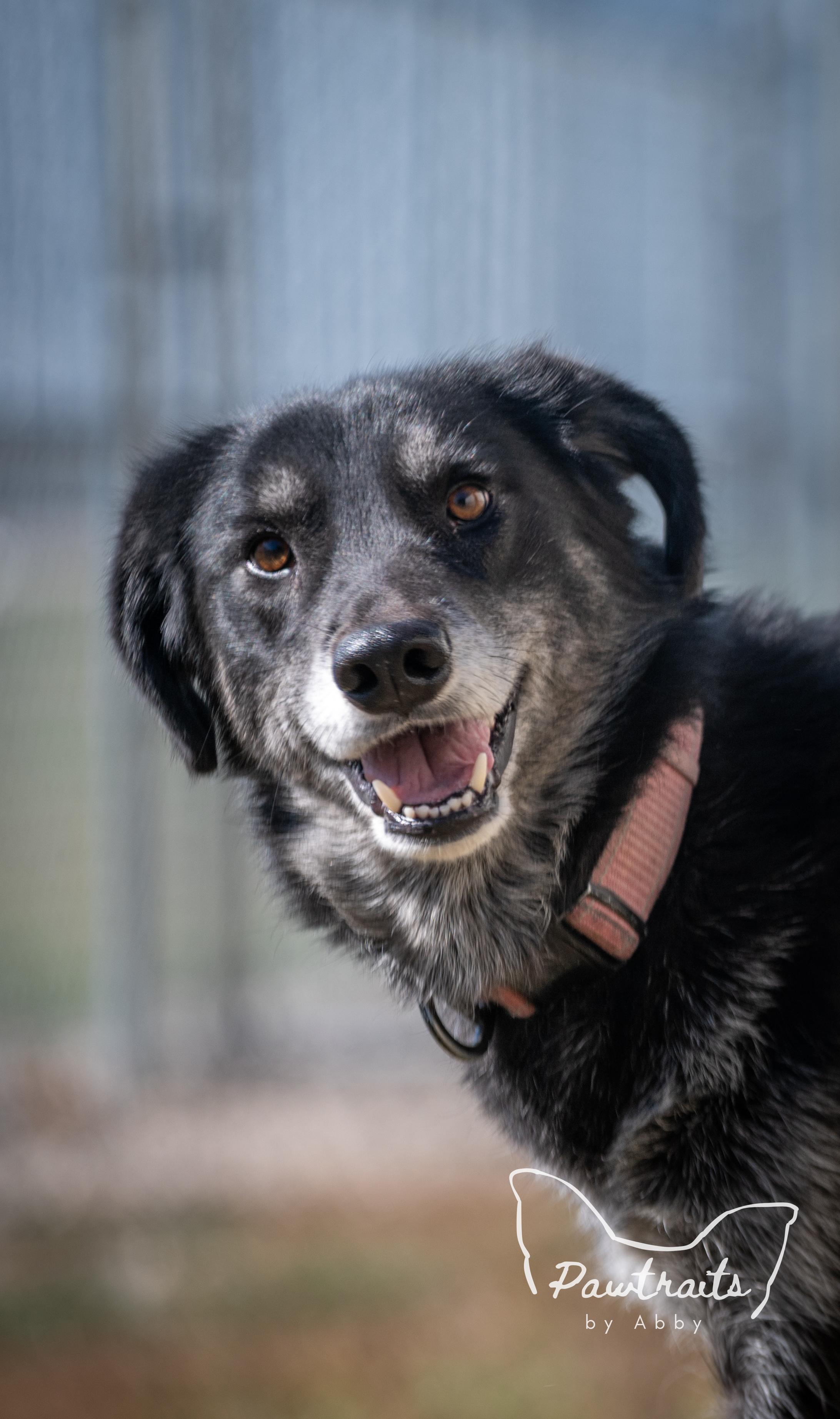Enlarge Gypsy, an adoptable mixed breed in Clinton, IL image 1/5