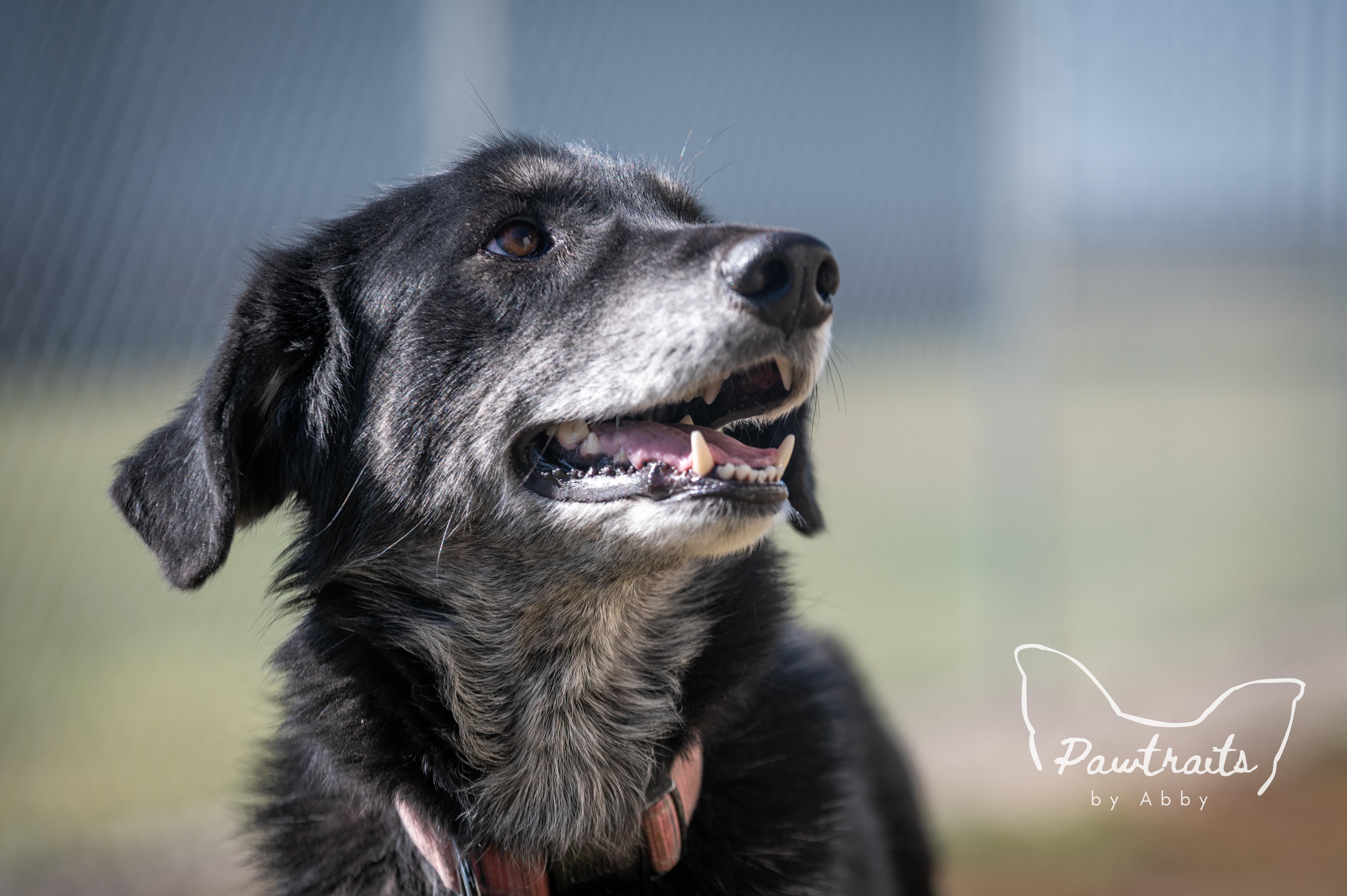 Enlarge Gypsy, an adoptable mixed breed in Clinton, IL image 3/5