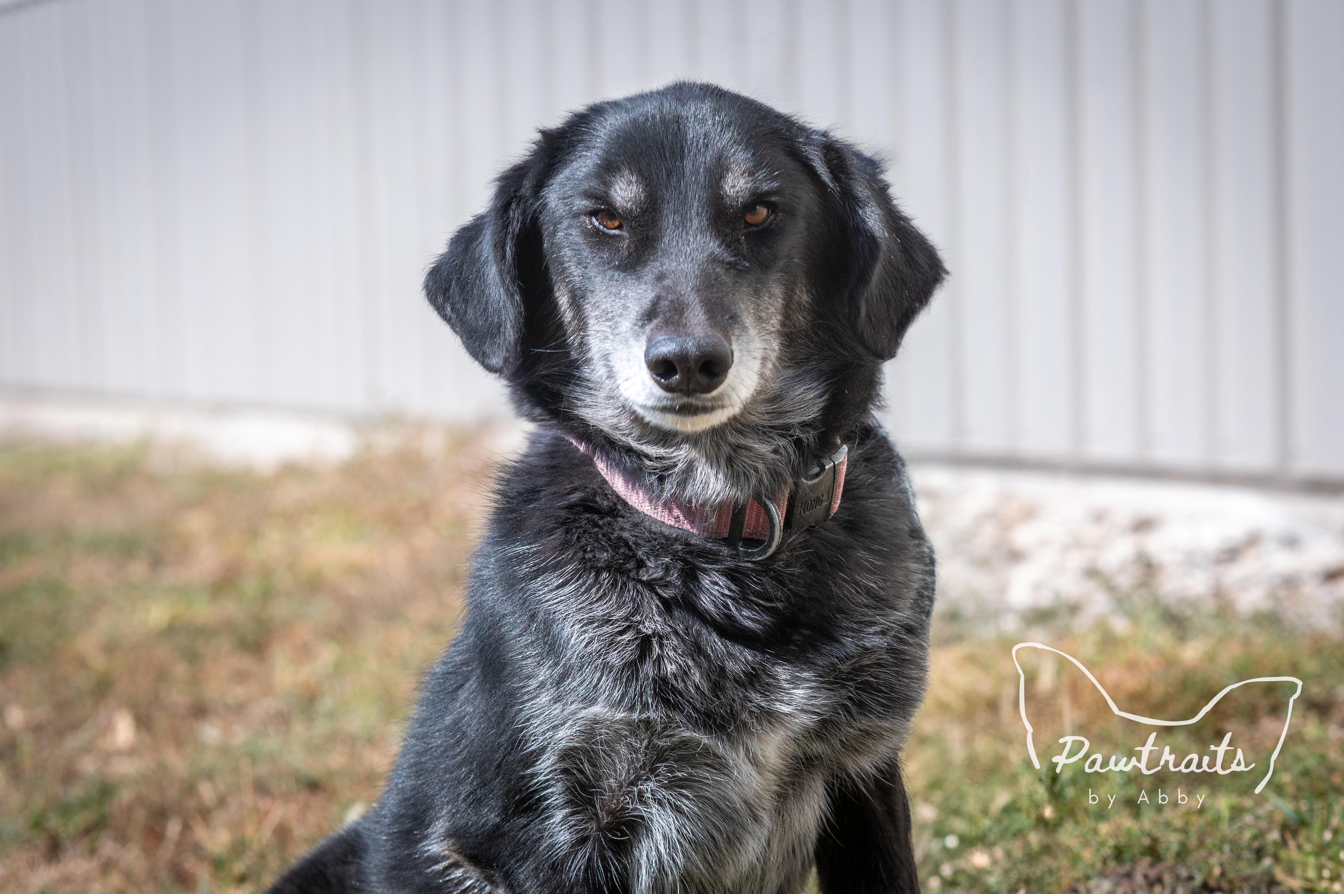 Enlarge Gypsy, an adoptable mixed breed in Clinton, IL image 4/5