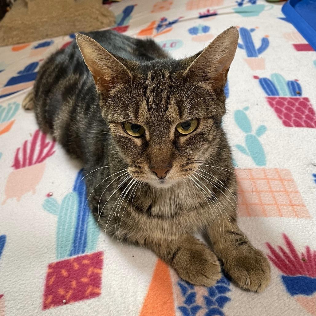 Enlarge McBee, a Adoptable Domestic Short Hair in Greenville, SC image 1/3