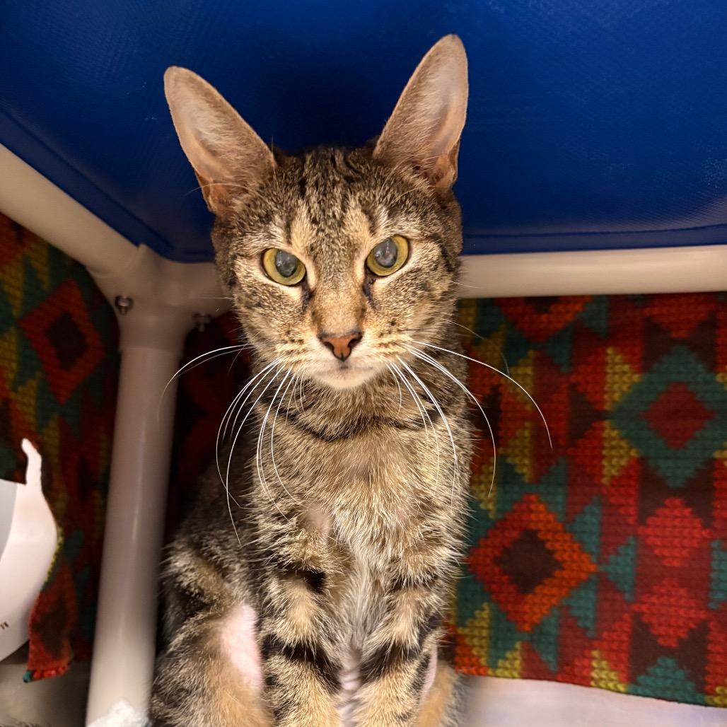 Enlarge McBee, a Adoptable Domestic Short Hair in Greenville, SC image 2/3