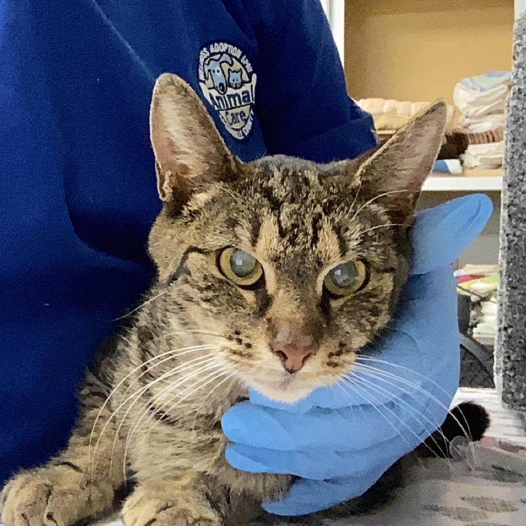 Enlarge McBee, a Adoptable Domestic Short Hair in Greenville, SC image 3/3