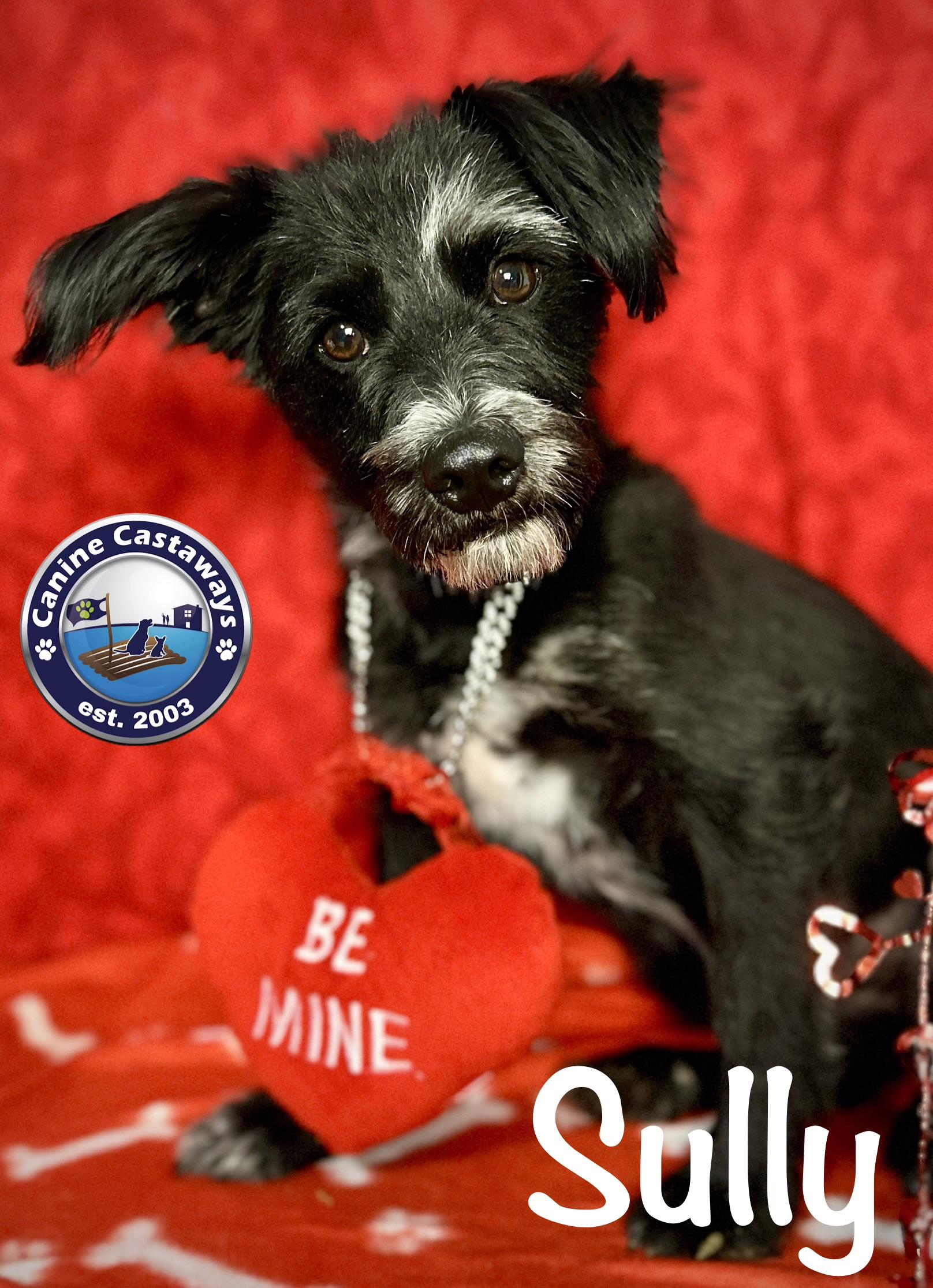 Enlarge Sully, a Adoptable Miniature Schnauzer in Arcadia, FL image 3/6
