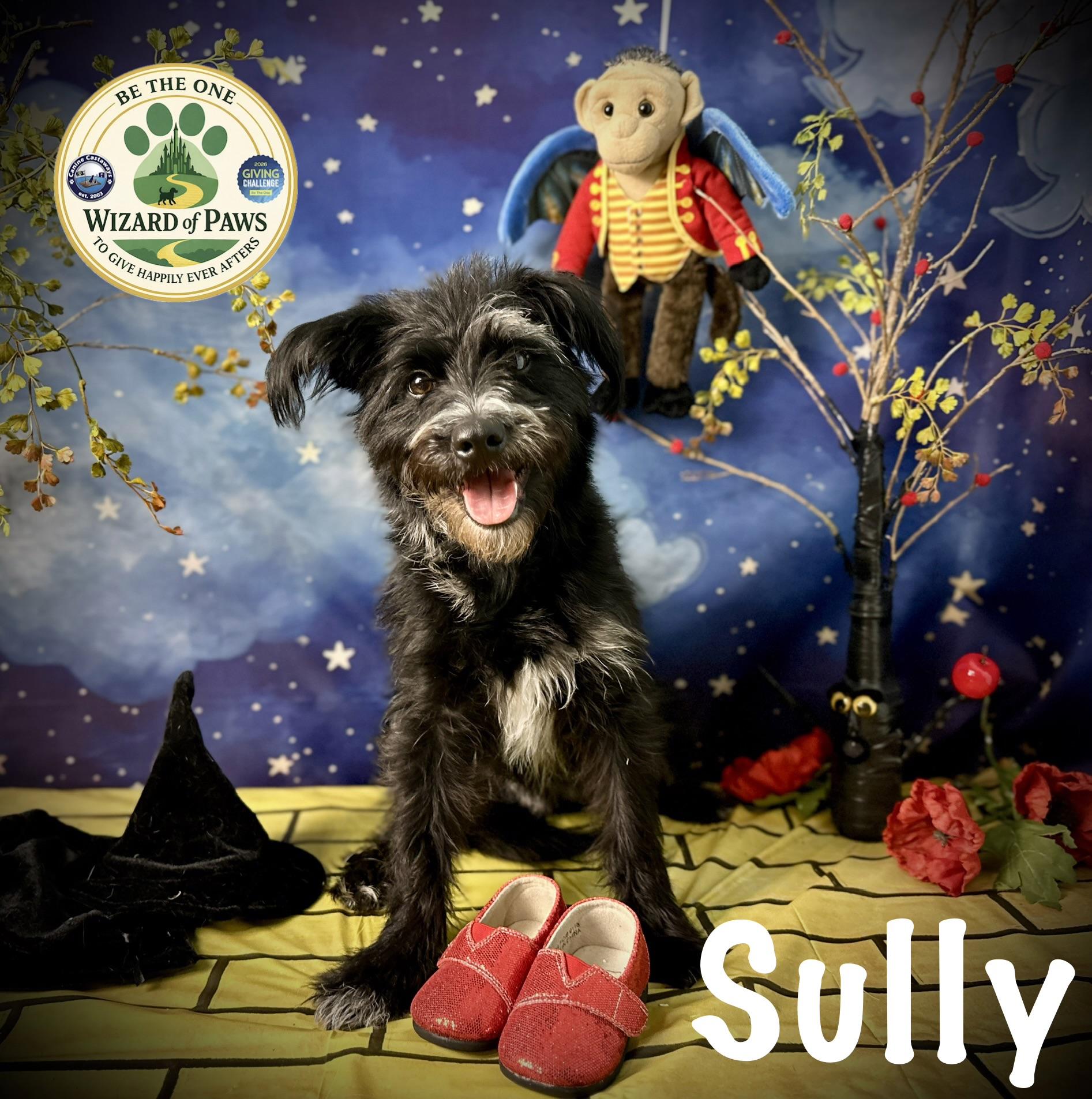 Enlarge Sully, a Adoptable Miniature Schnauzer in Arcadia, FL image 1/6
