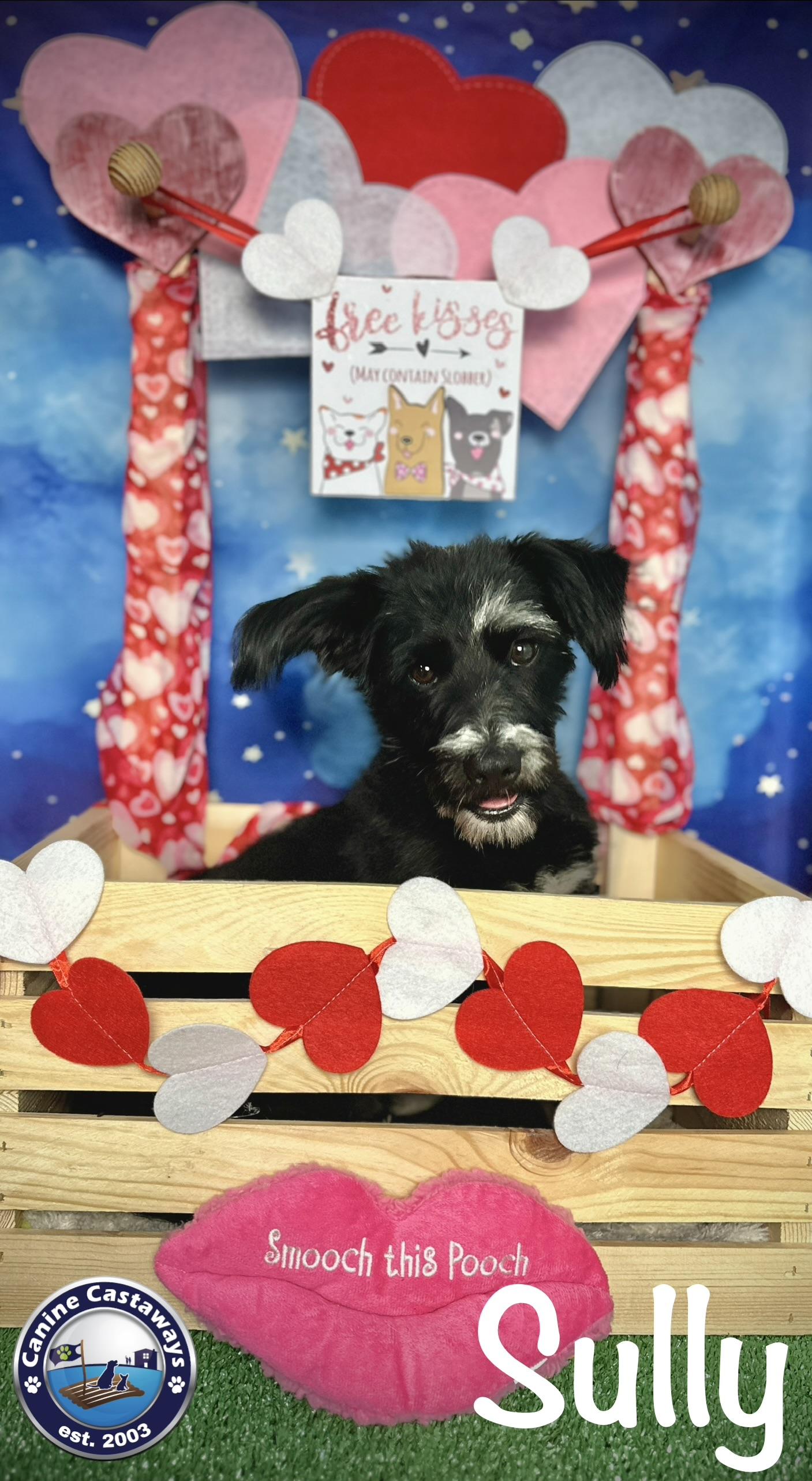 Enlarge Sully, a Adoptable Miniature Schnauzer in Arcadia, FL image 3/5