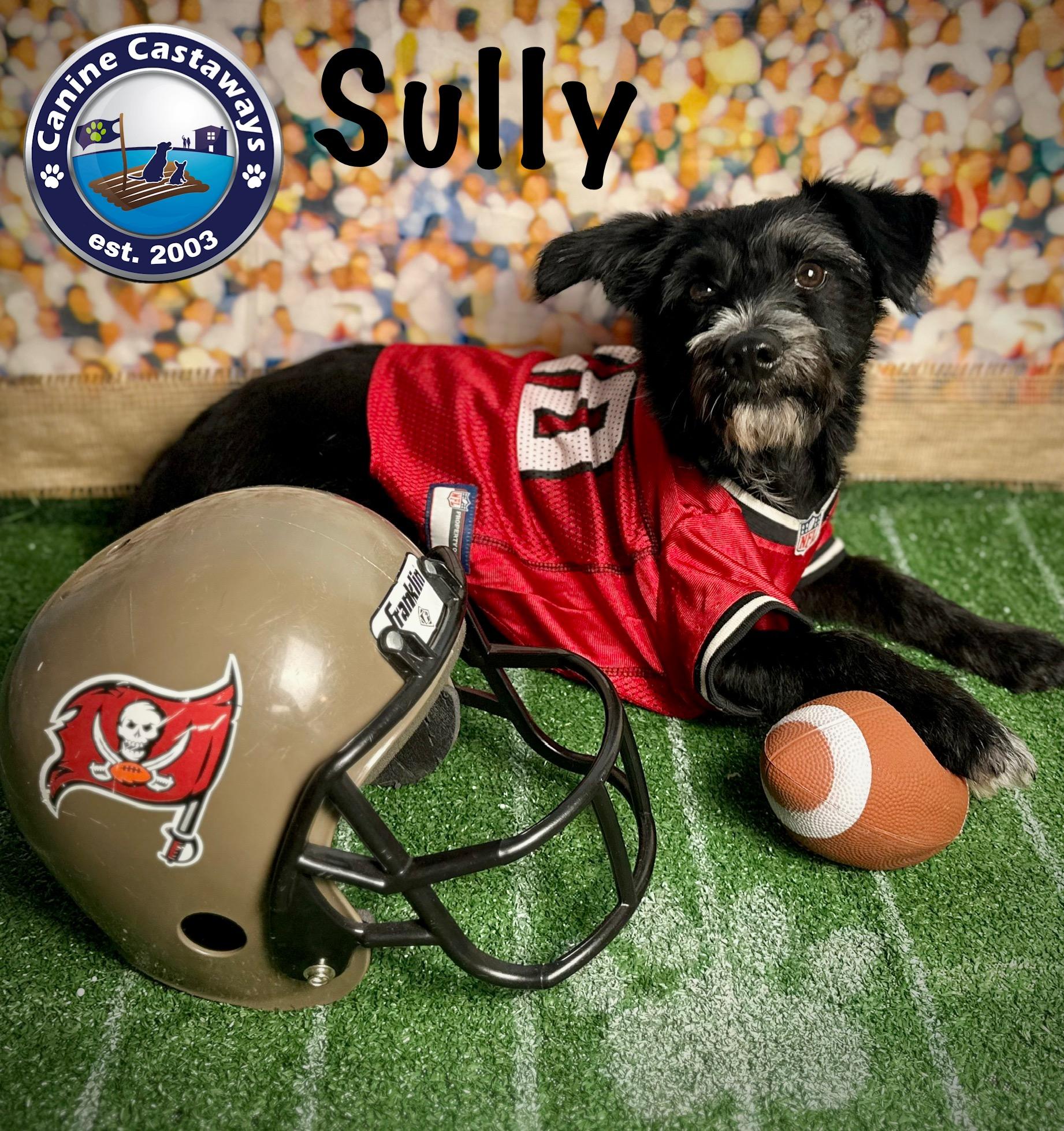 Sully, a Adoptable Miniature Schnauzer in Arcadia, FL image 1/4